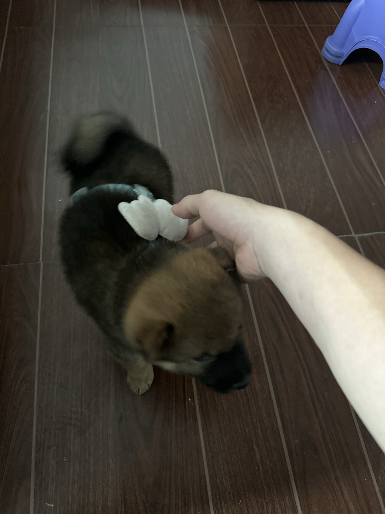 闲置详情