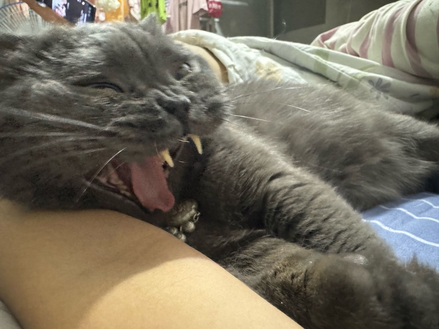 猫猫萌宠档案