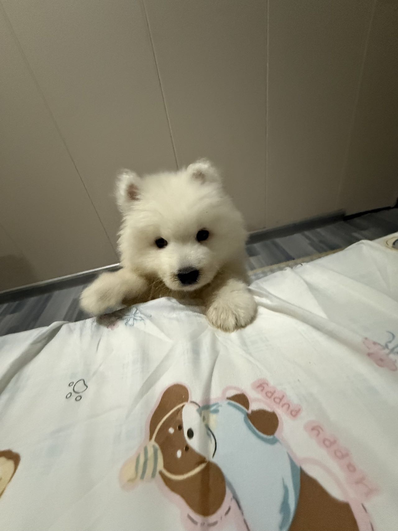 狗狗萌宠档案