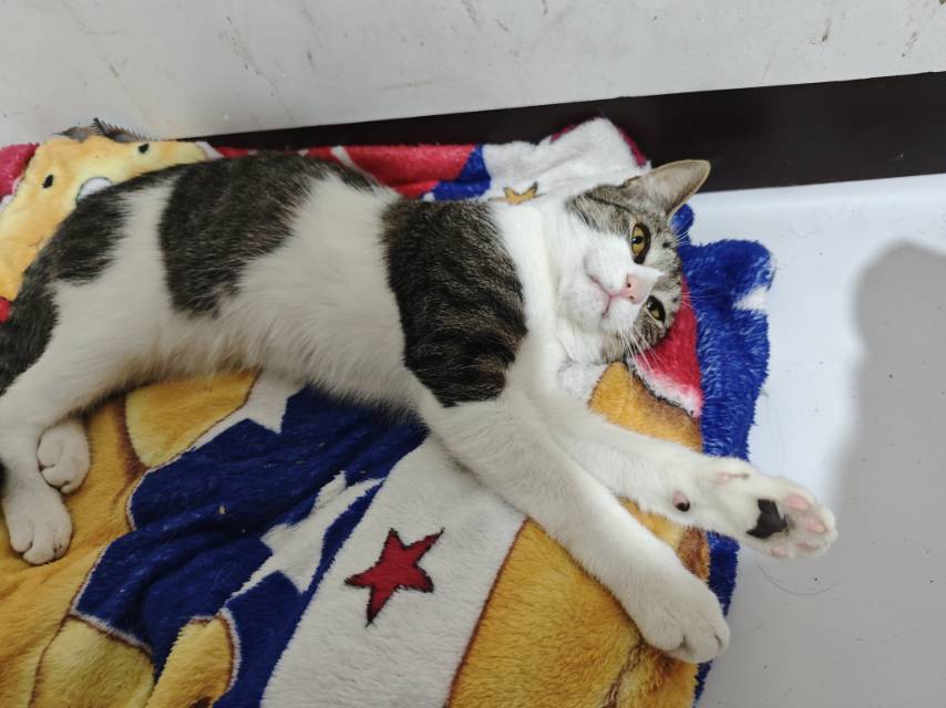 狗狗其它
