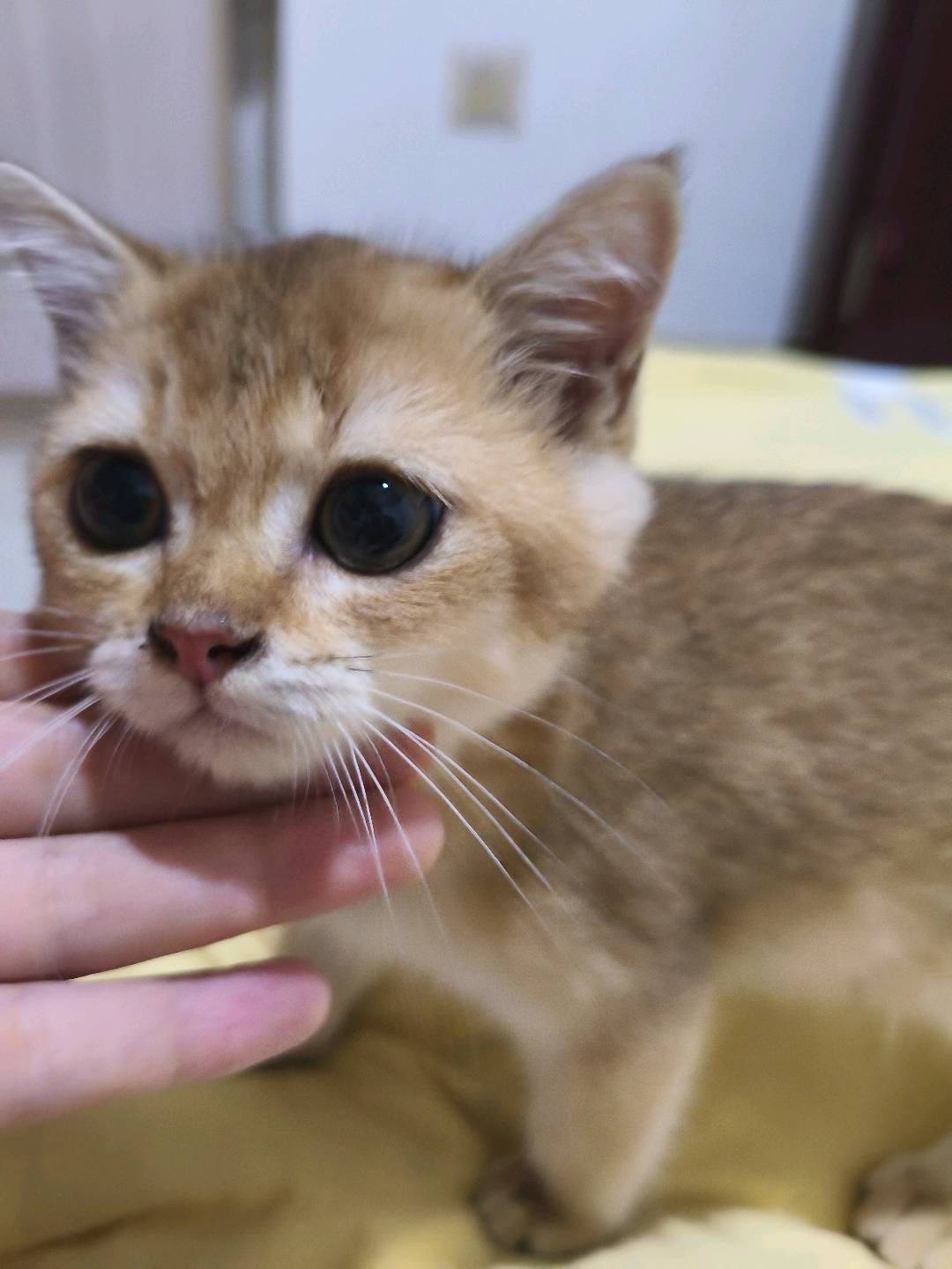给两个月的金渐层找主人
小猫是从个人卖家入手的  很健康 无任何疾病
八月左右出生的是妹弟弟 做过一次驱虫了 有打一针疫…