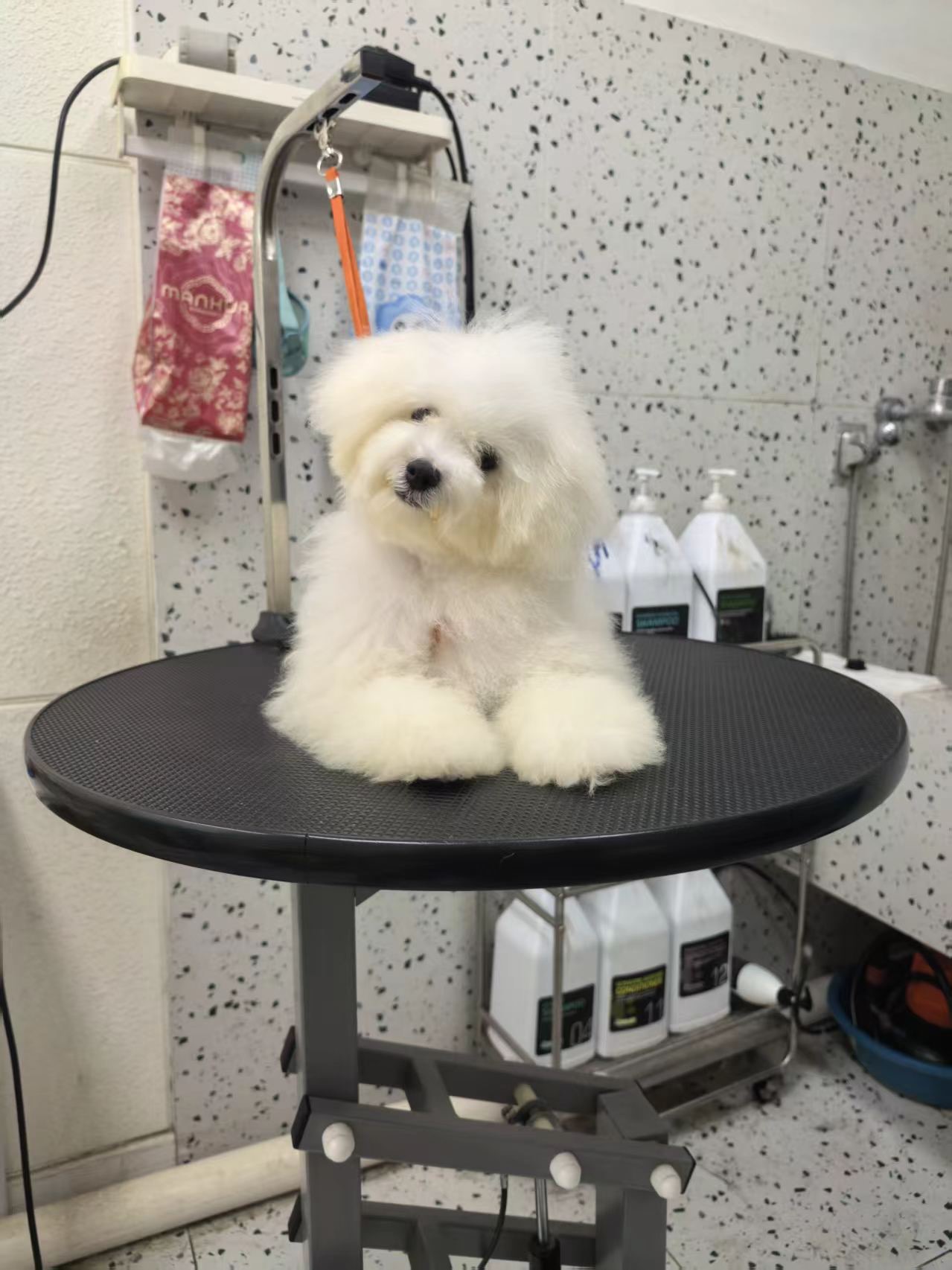 狗狗萌宠档案