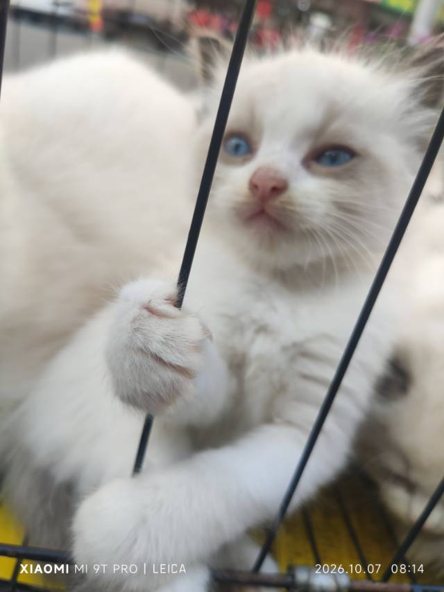 布偶猫，会用猫砂会吃猫粮，蓝眼睛，自己家养的纯布偶，看得上的联系**09*838685