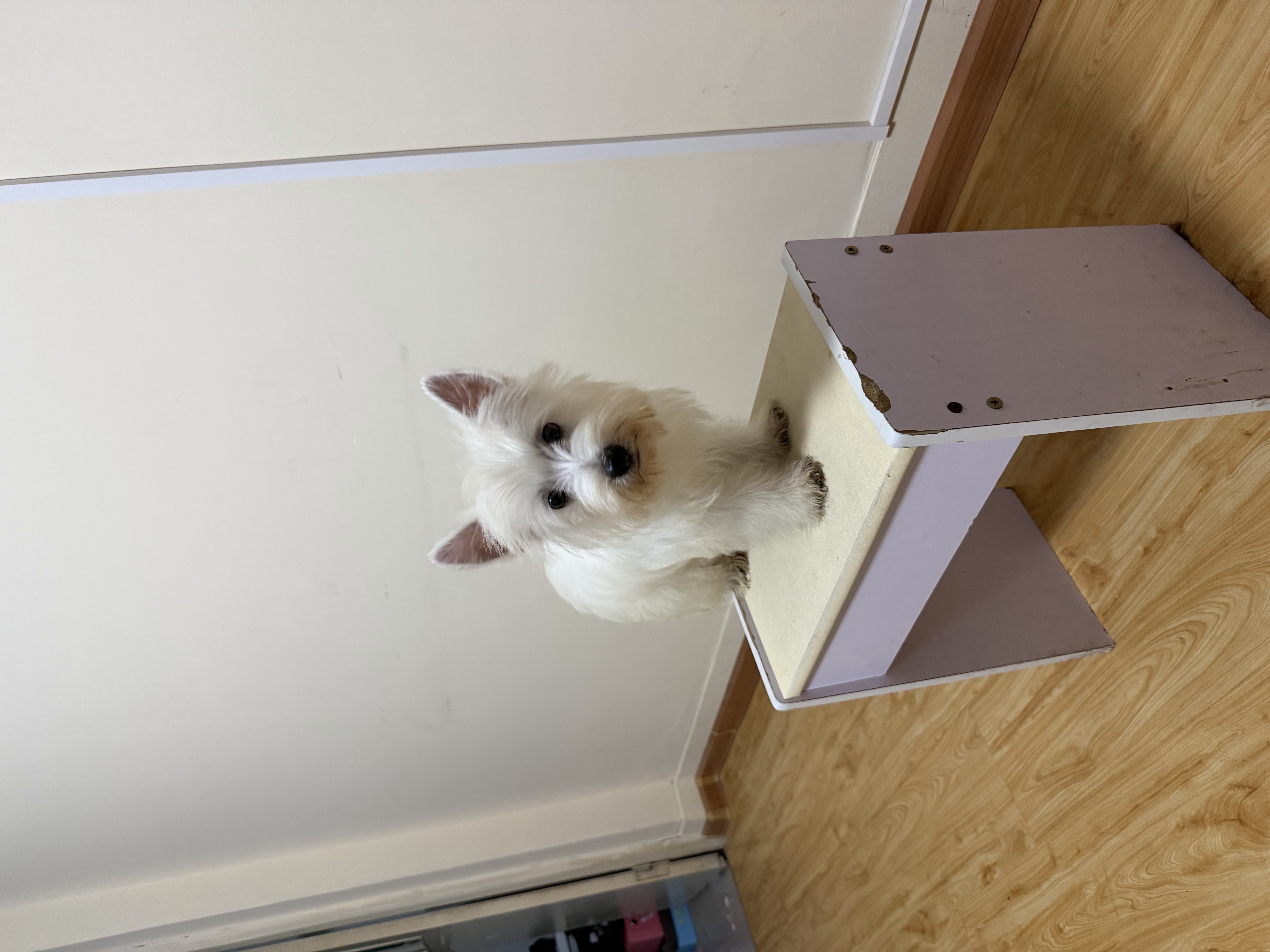 狗狗其它