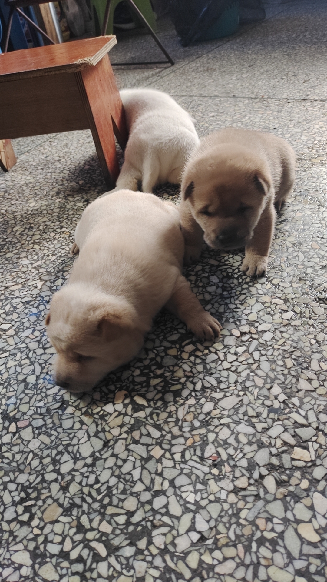 广西土猎，狗妈是五黑犬
生了三只，一只小白龙两只黄狗白面
目前*0多天
300块一只
新塘街道五联村自提
10月*5左右…