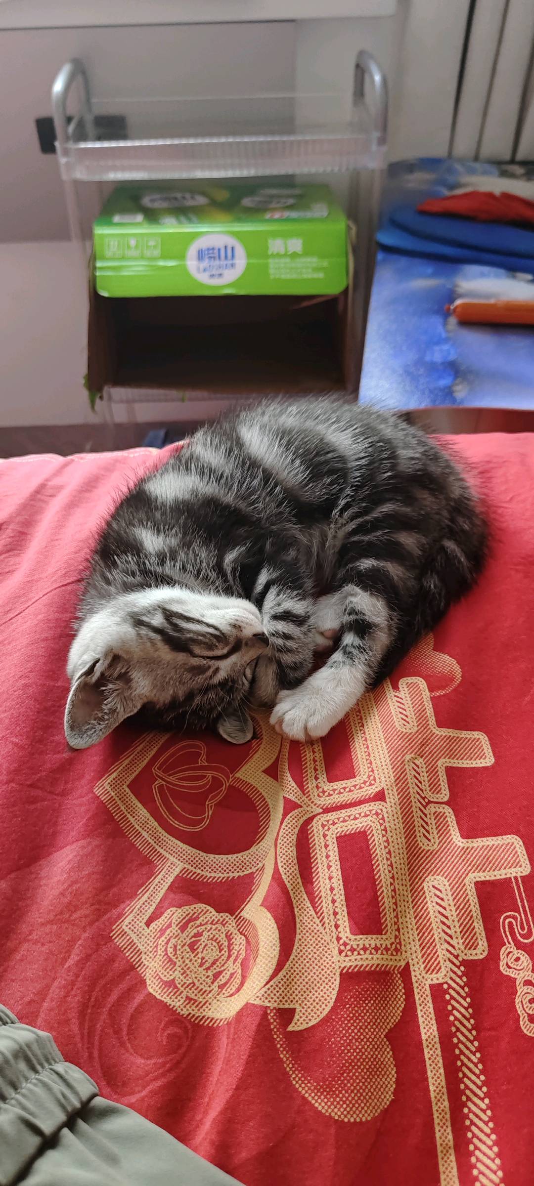 两个月大的美短回用猫砂