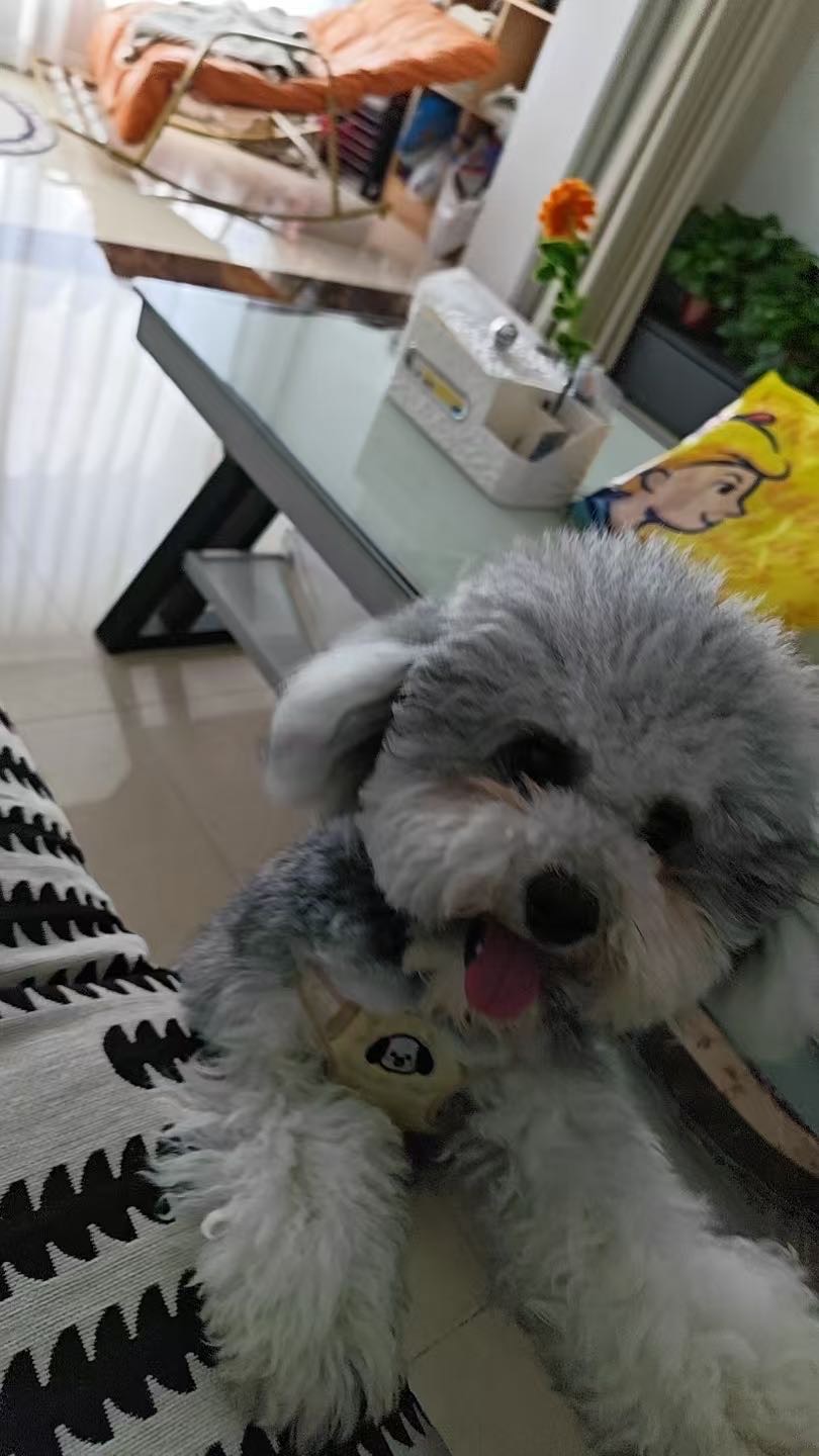狗狗泰迪犬