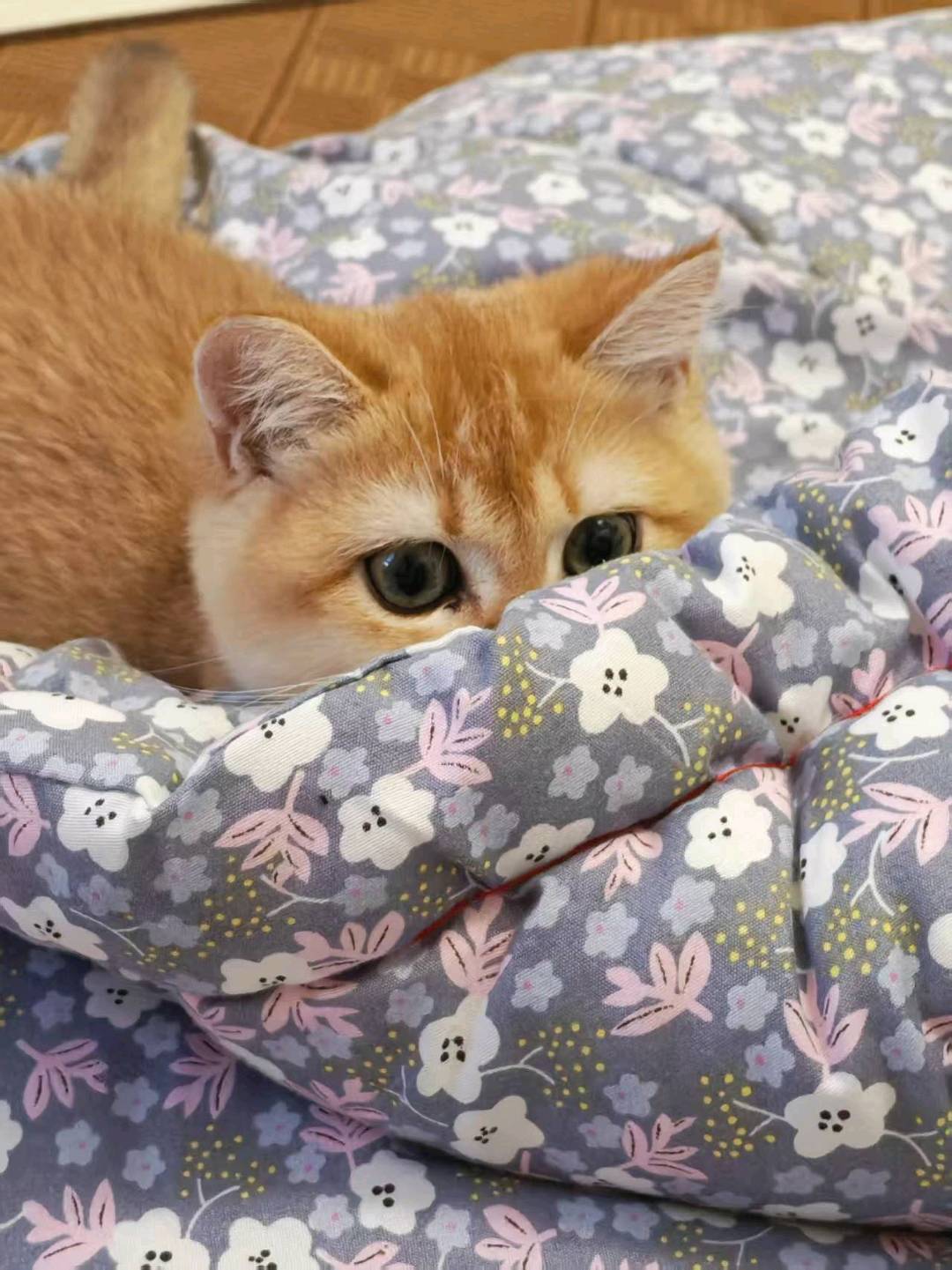 猫猫萌宠档案