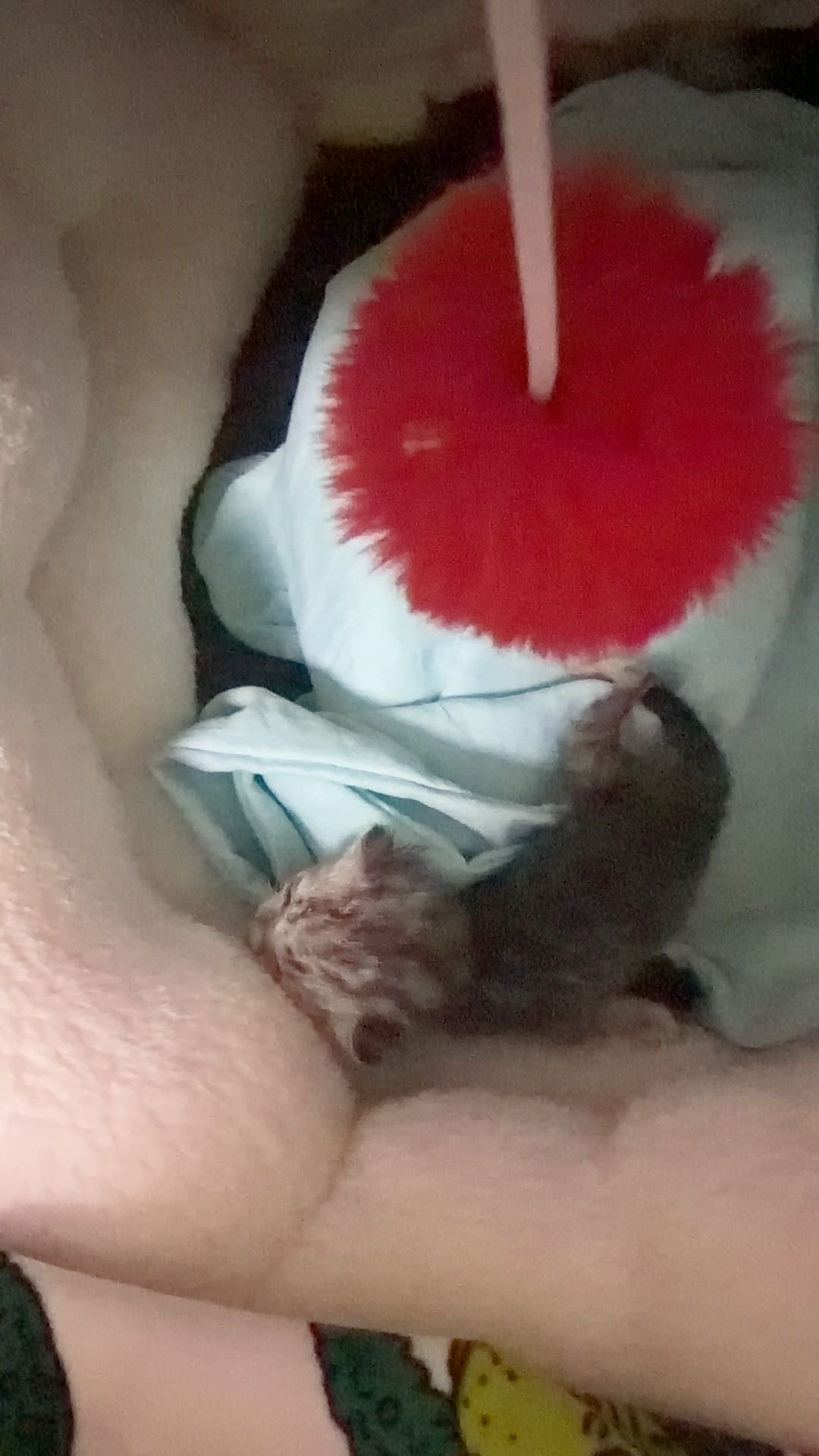 未满一个月奶猫有能帮忙照看的吗，需要下胃管喂养，*-3小时，工作实在太忙了，**，有常州，或者杭州的朋友可以帮忙的吗