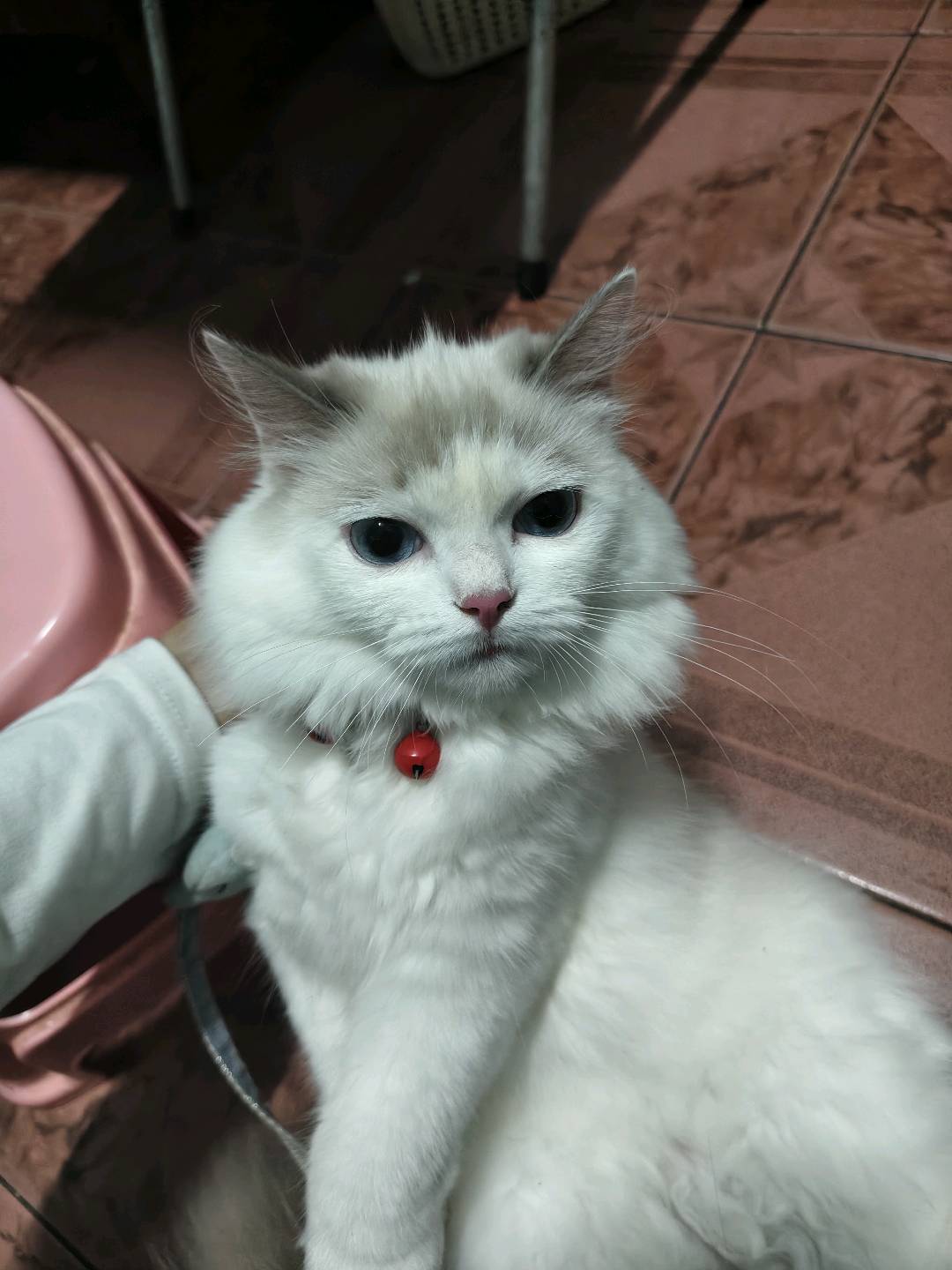 猫猫布偶猫