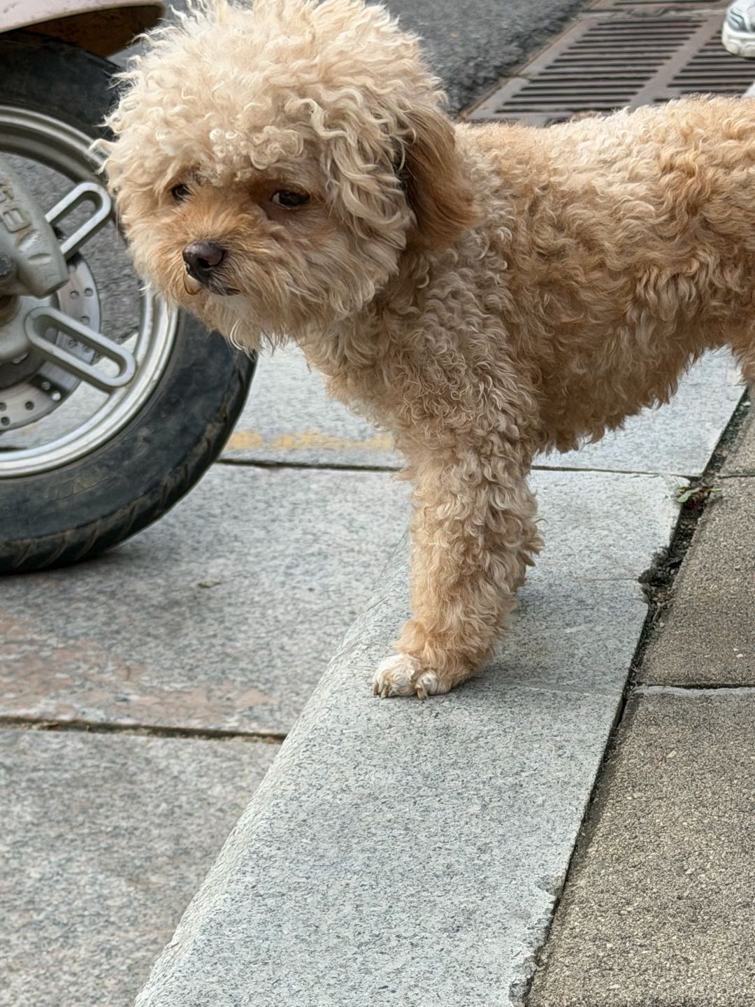 可以帮忙遛狗 
1.小型犬*0一个小时
*.中型犬30一个小时
3.大型犬50一个小时
仅限于登封