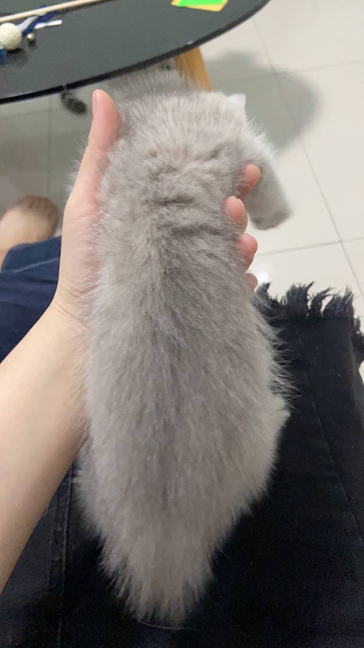 从小到大都是这么可可耐耐，喜欢小猫的小姐姐小哥哥们加我*哦，**588*****4