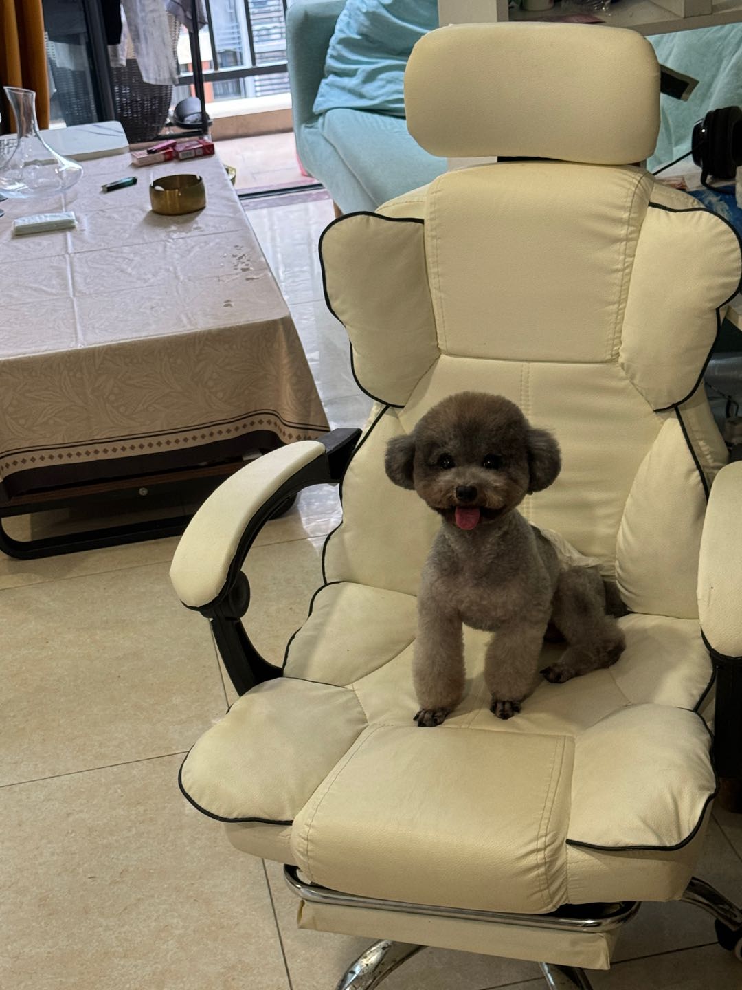 狗狗萌宠档案