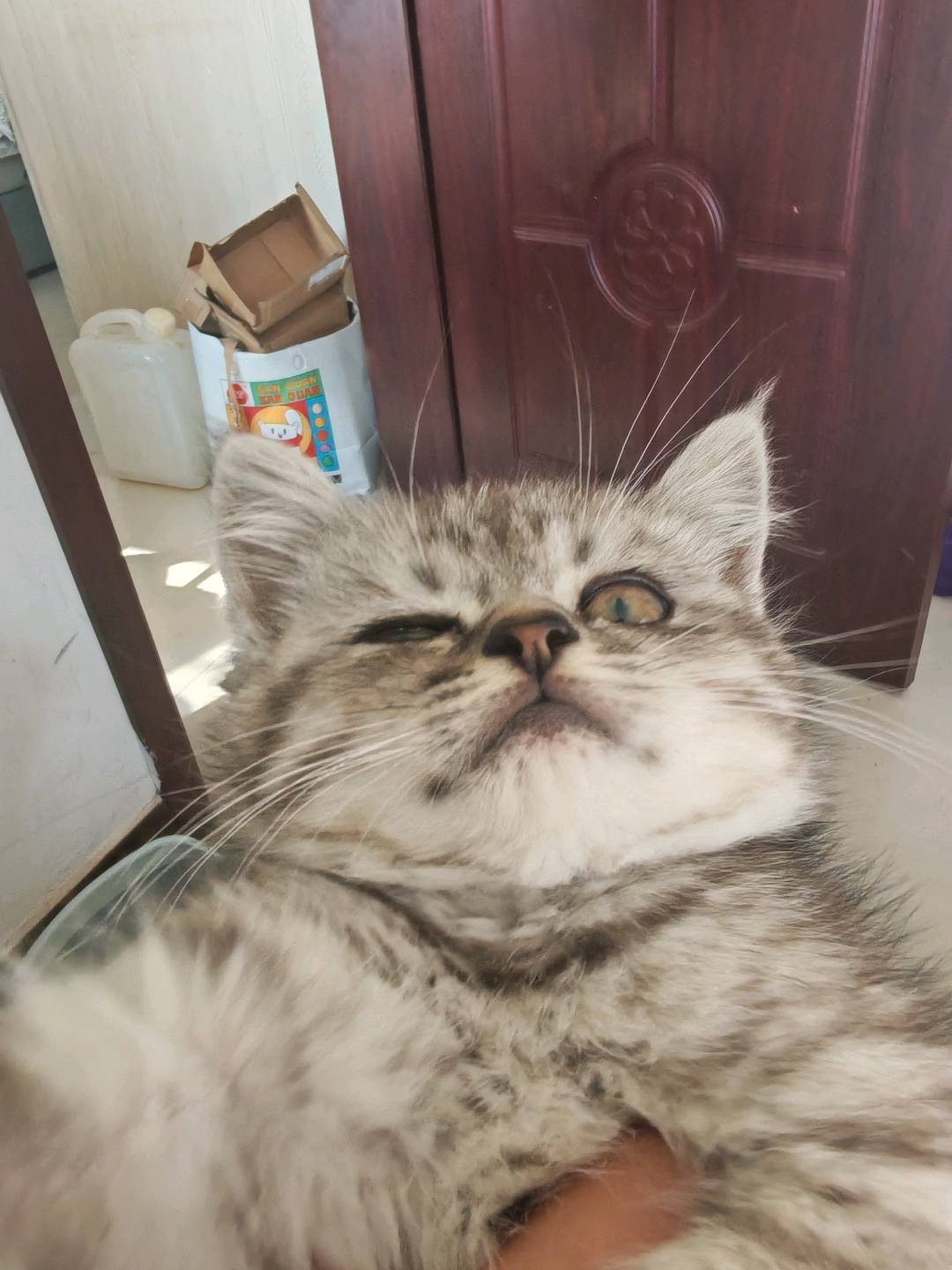 猫猫美国短毛猫