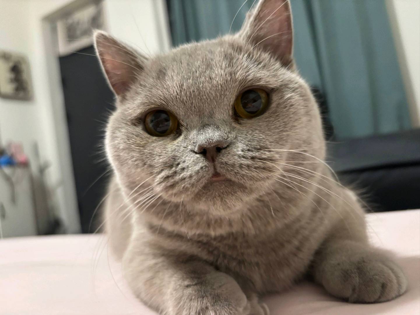 猫猫英国短毛猫
