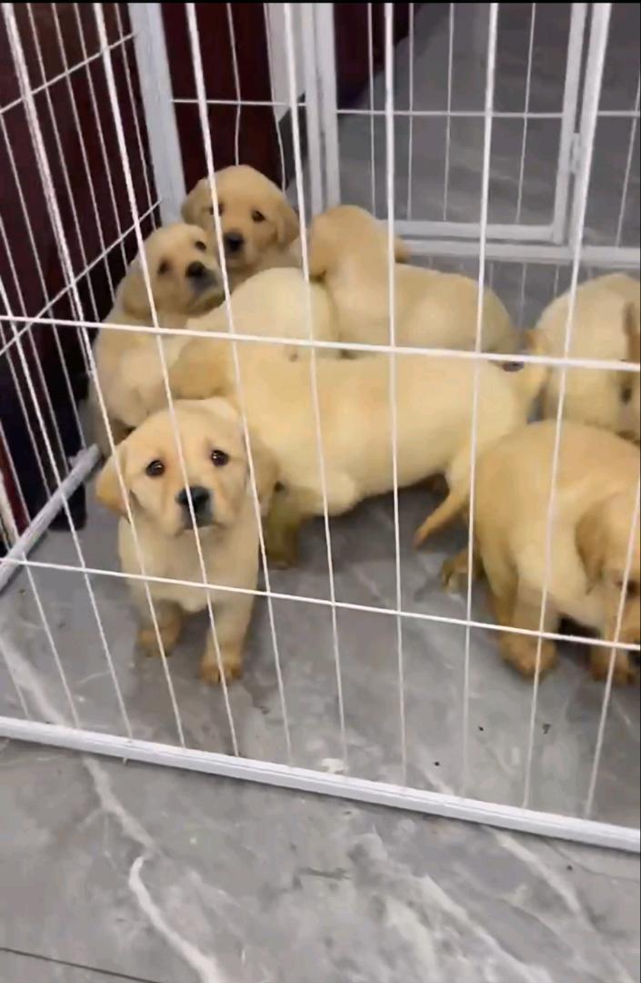 狗狗拉布拉多寻回犬