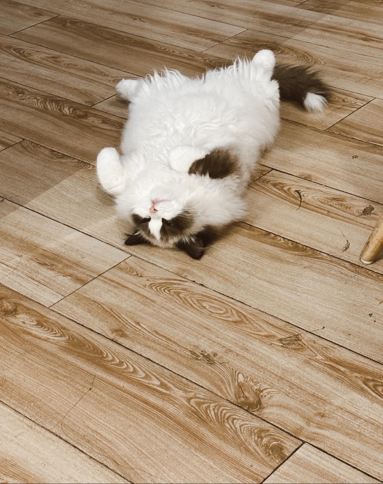 猫猫布偶猫