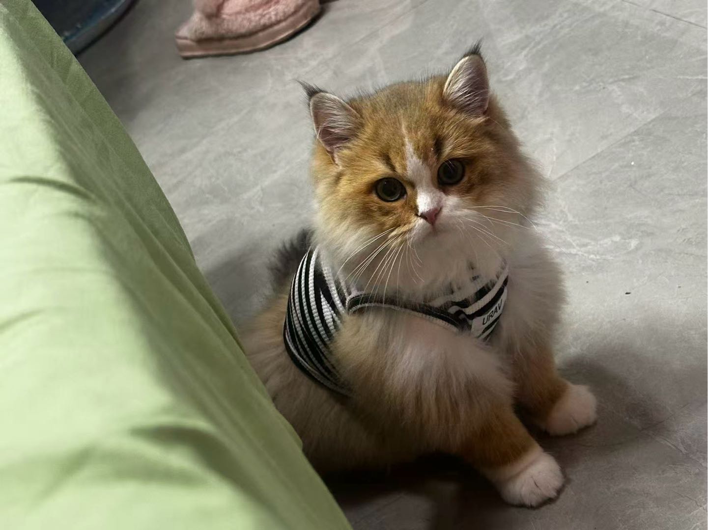 这只小可爱是长毛金虎斑猫咪，一身蓬松丰厚的长毛，暖金色的毛发搭配脸部中间的白色花纹，胸口和四只爪子都是雪白的“白手套”，…