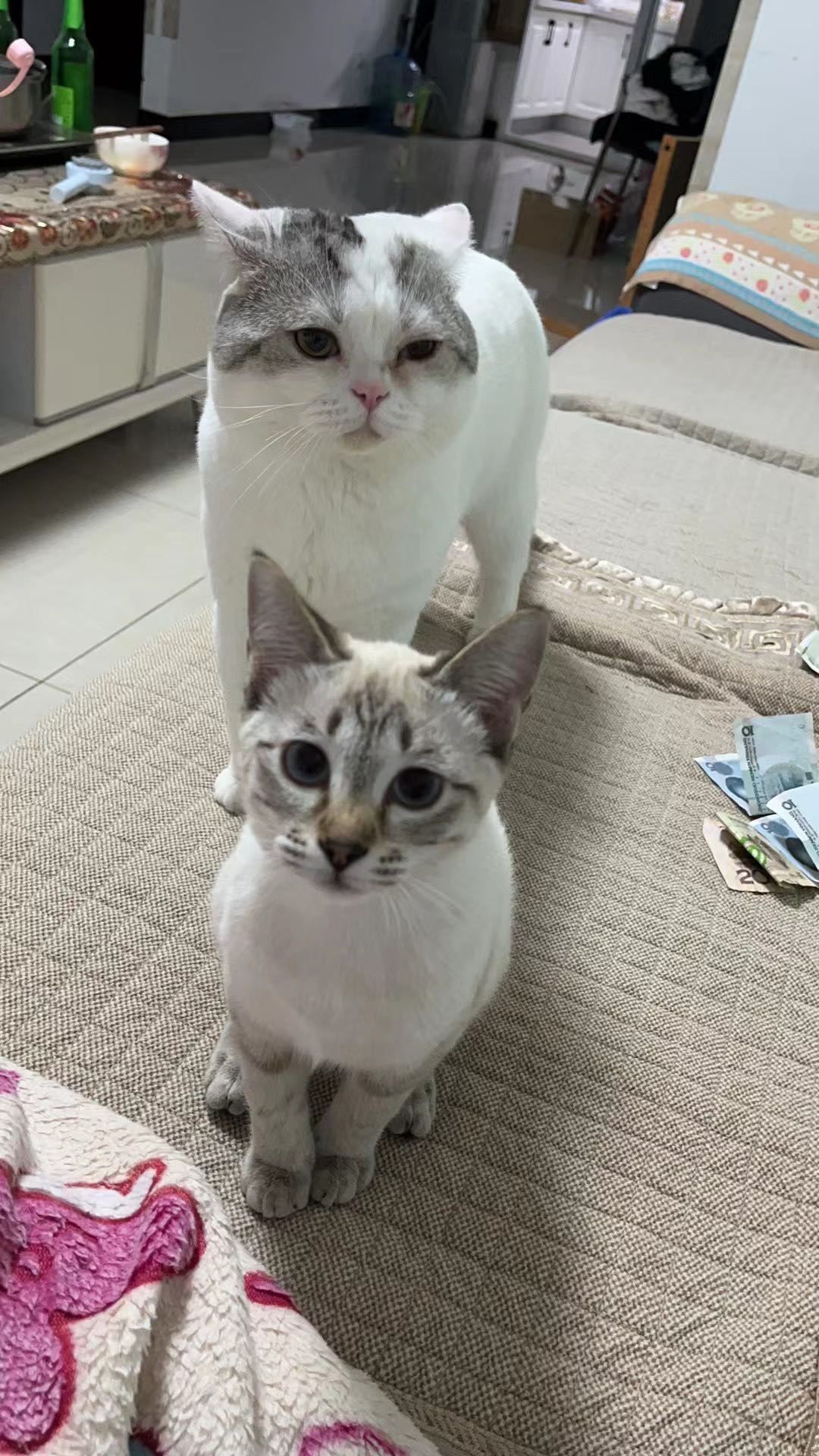 ＃家庭寄养，猫咪，小型犬可寄养，可每天拍视频。自由寄养 干净卫生 价格便宜 ！ 秦皇岛市