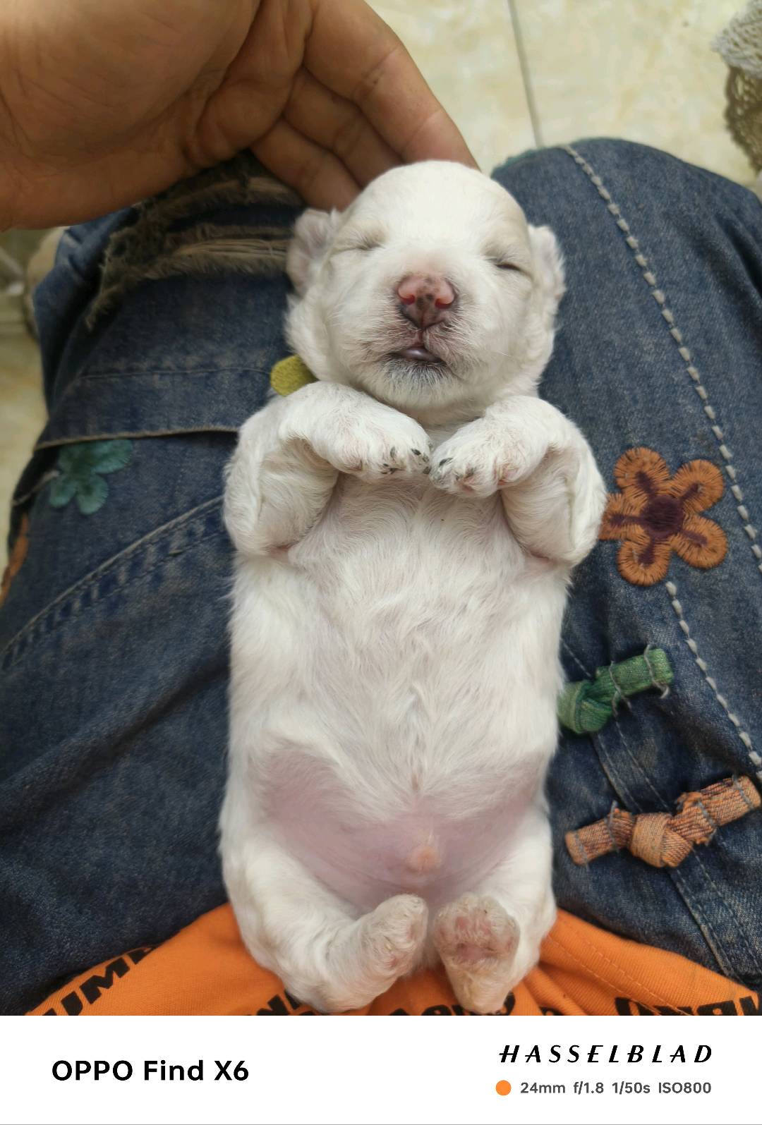 狗狗