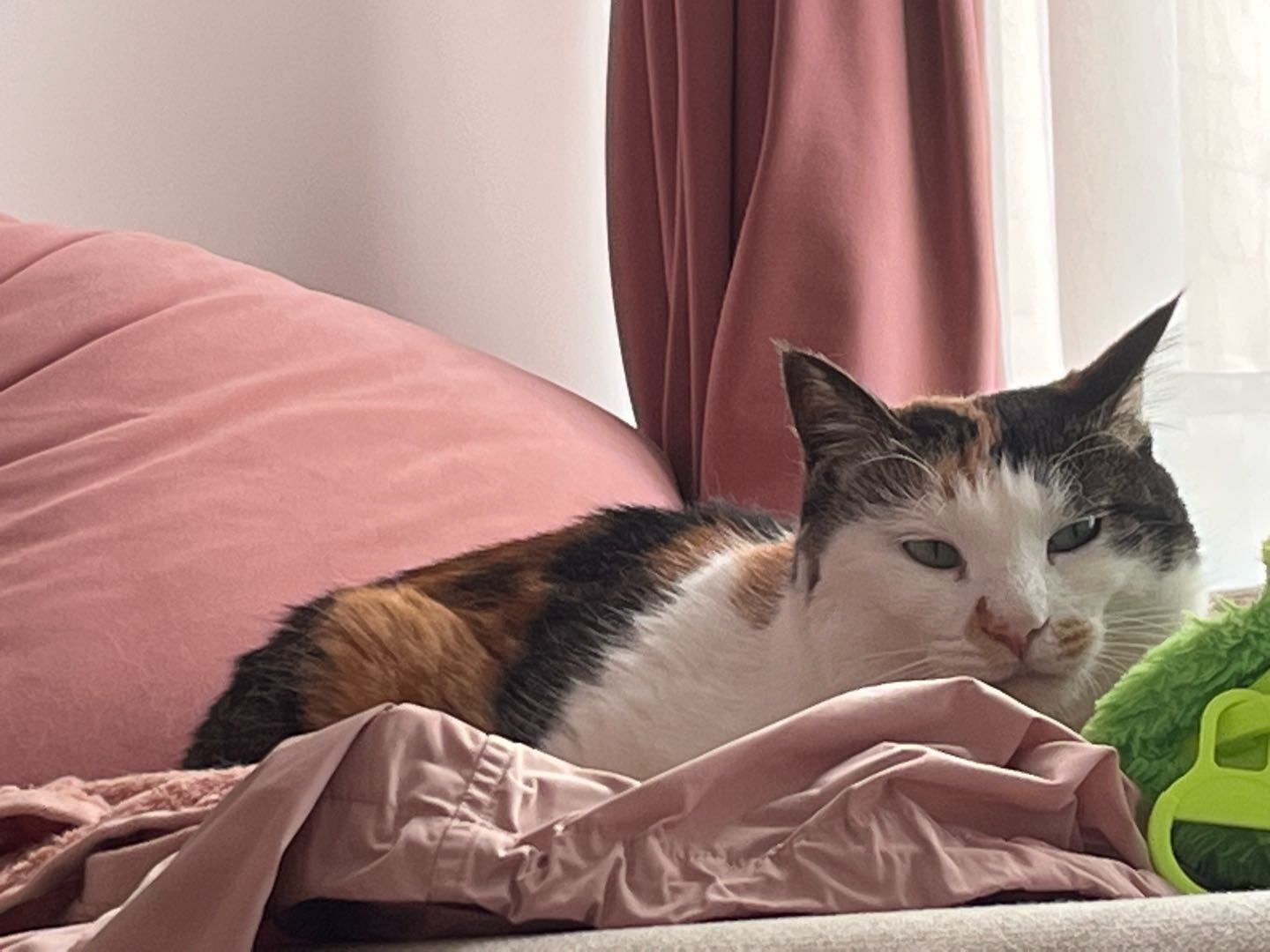 上门喂养来了！！猫猫，小中型犬，仓鼠，爬宠等都可以的哦～重庆沙坪坝区内接～5公里外要加钱哦
【内容】
1.提供当日宠物的…