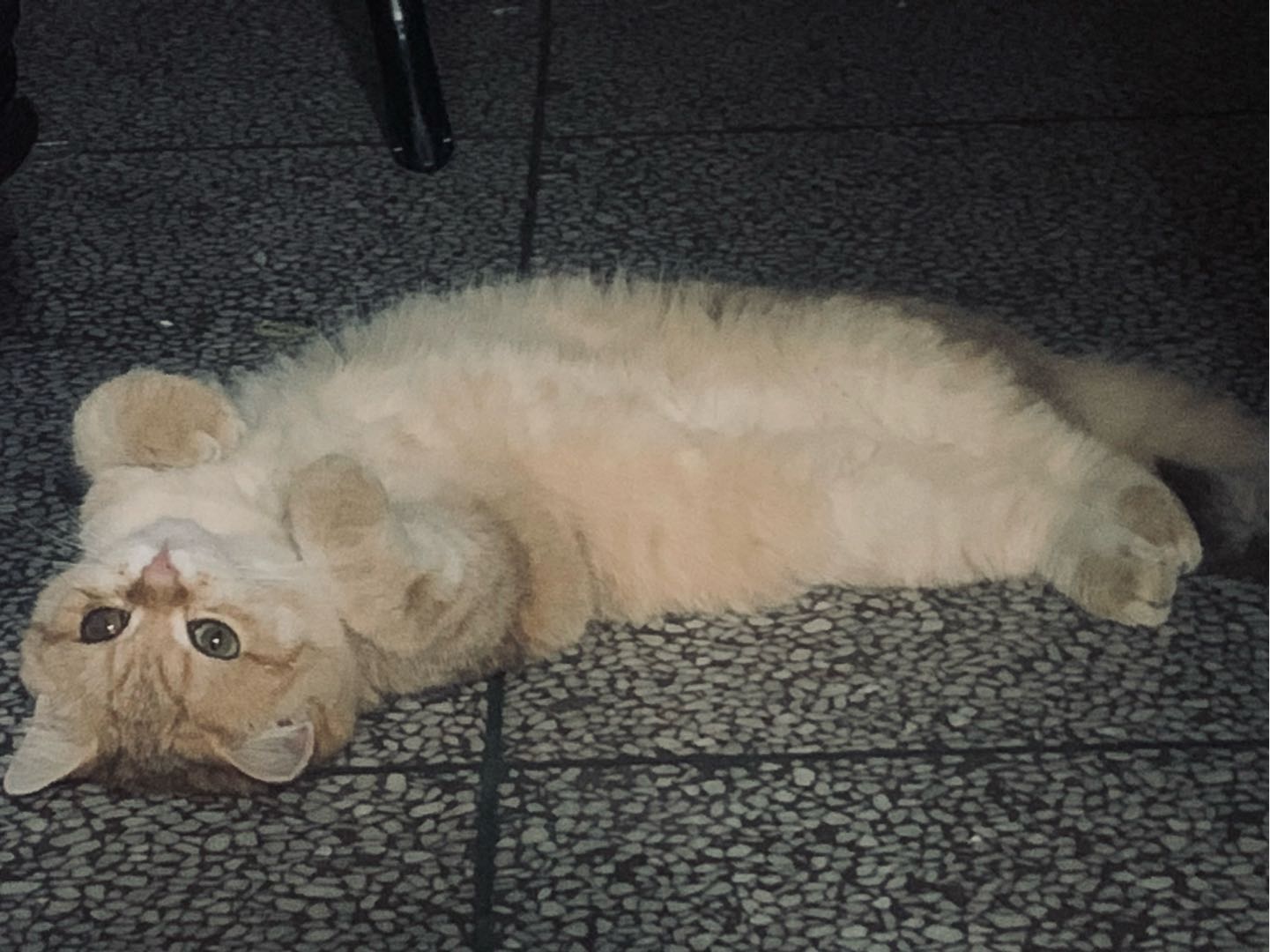 上城区国庆可帮忙喂猫猫哦！很喜欢猫猫我是女生！如果有男生觉得房间不方便我男朋友也可以帮忙喂呦