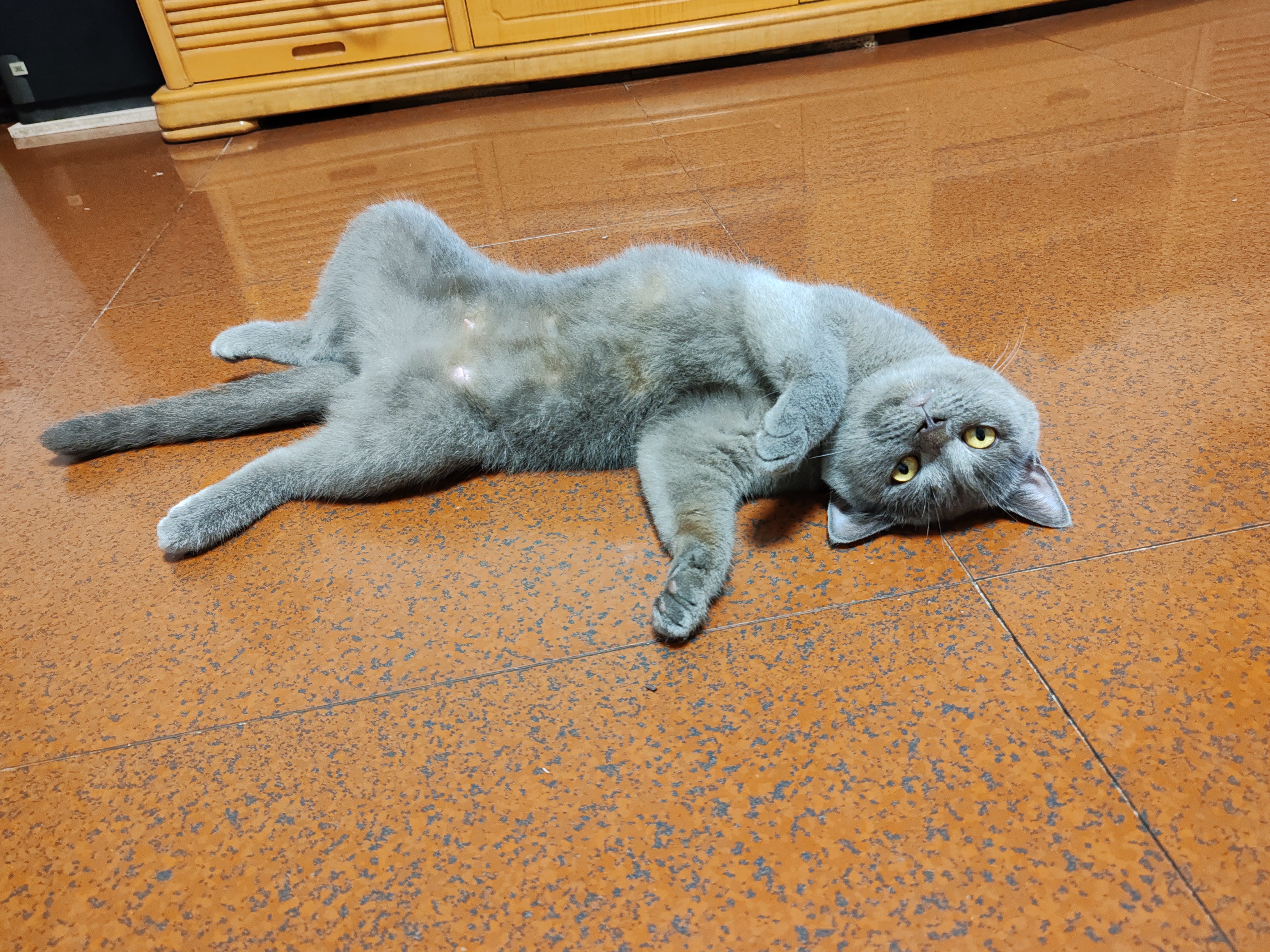 春节可接!!!上门喂猫!长沙市内上门喂猫!
养猫经验丰富.
坐标青竹湖畔,以高德地图为准:
青竹湖畔附近步行10分钟内可到*0元一次/只
公共交通距离30分钟