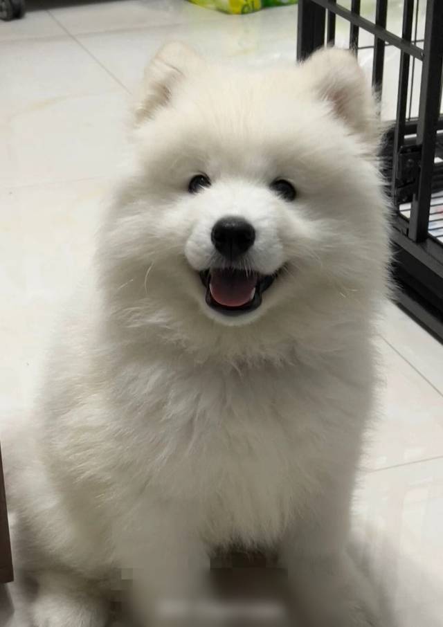 上门喂猫遛狗有需要的联系我
