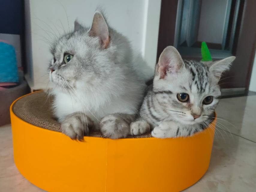 上门喂养猫咪，有需要联系，有养猫经验