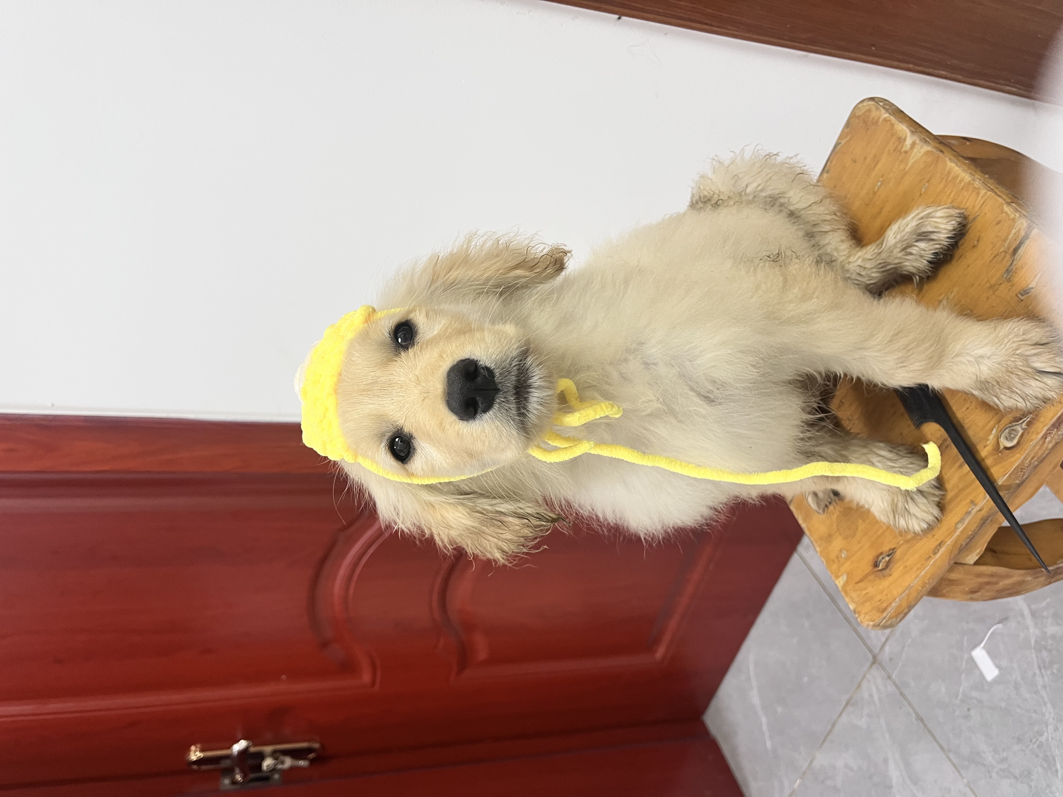 狗狗金毛犬