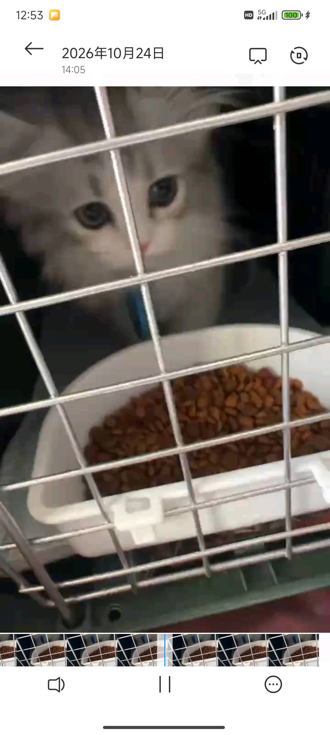 猫猫其它