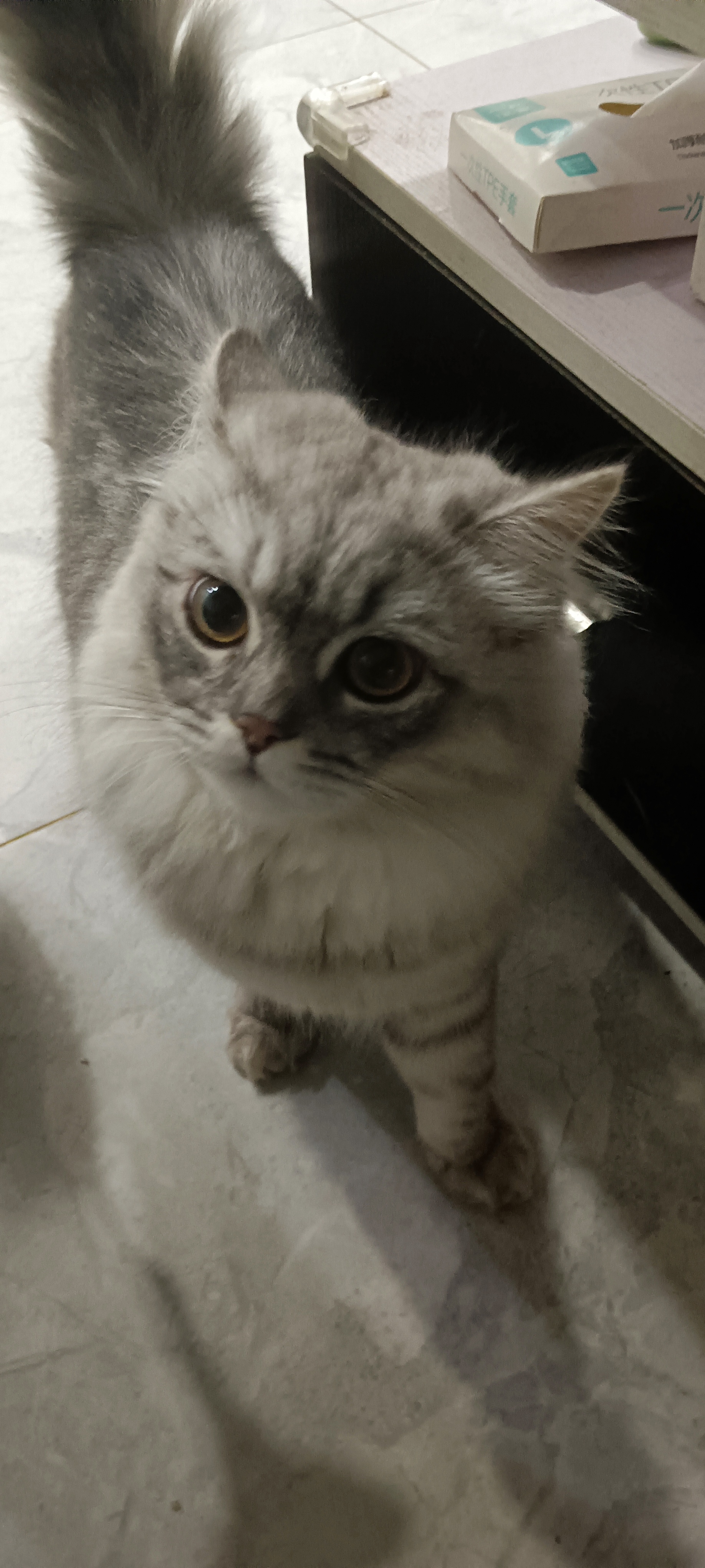 猫猫英国短毛猫