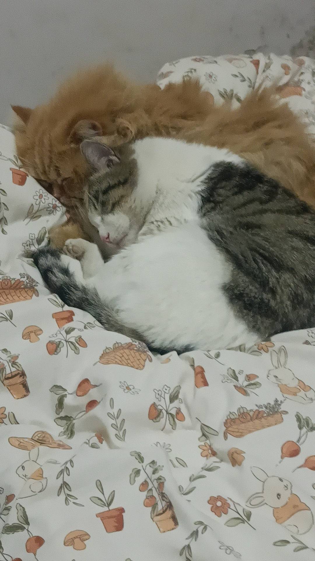 如果有猫咪需要寄养的可以联系我。