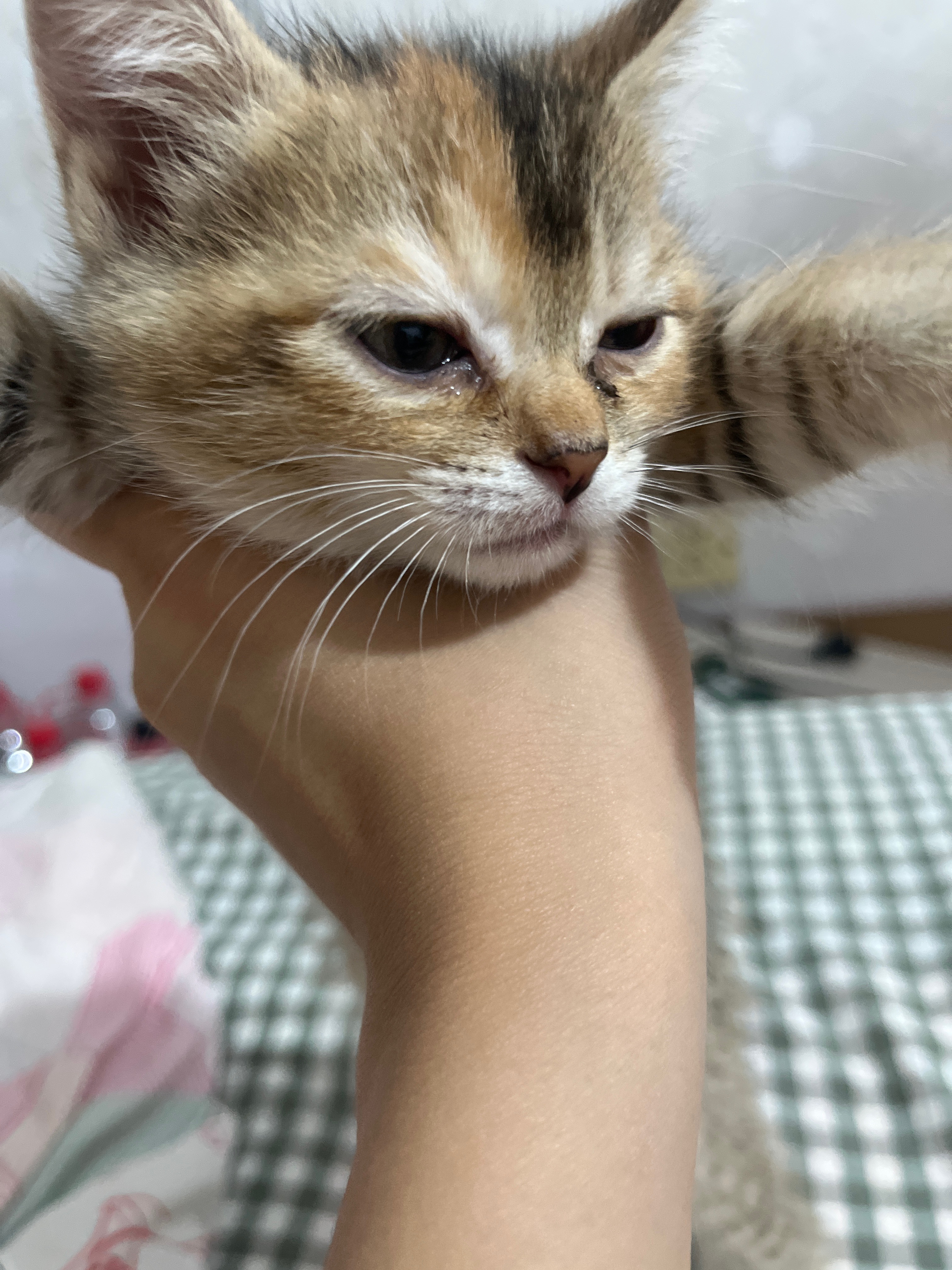 猫猫其它