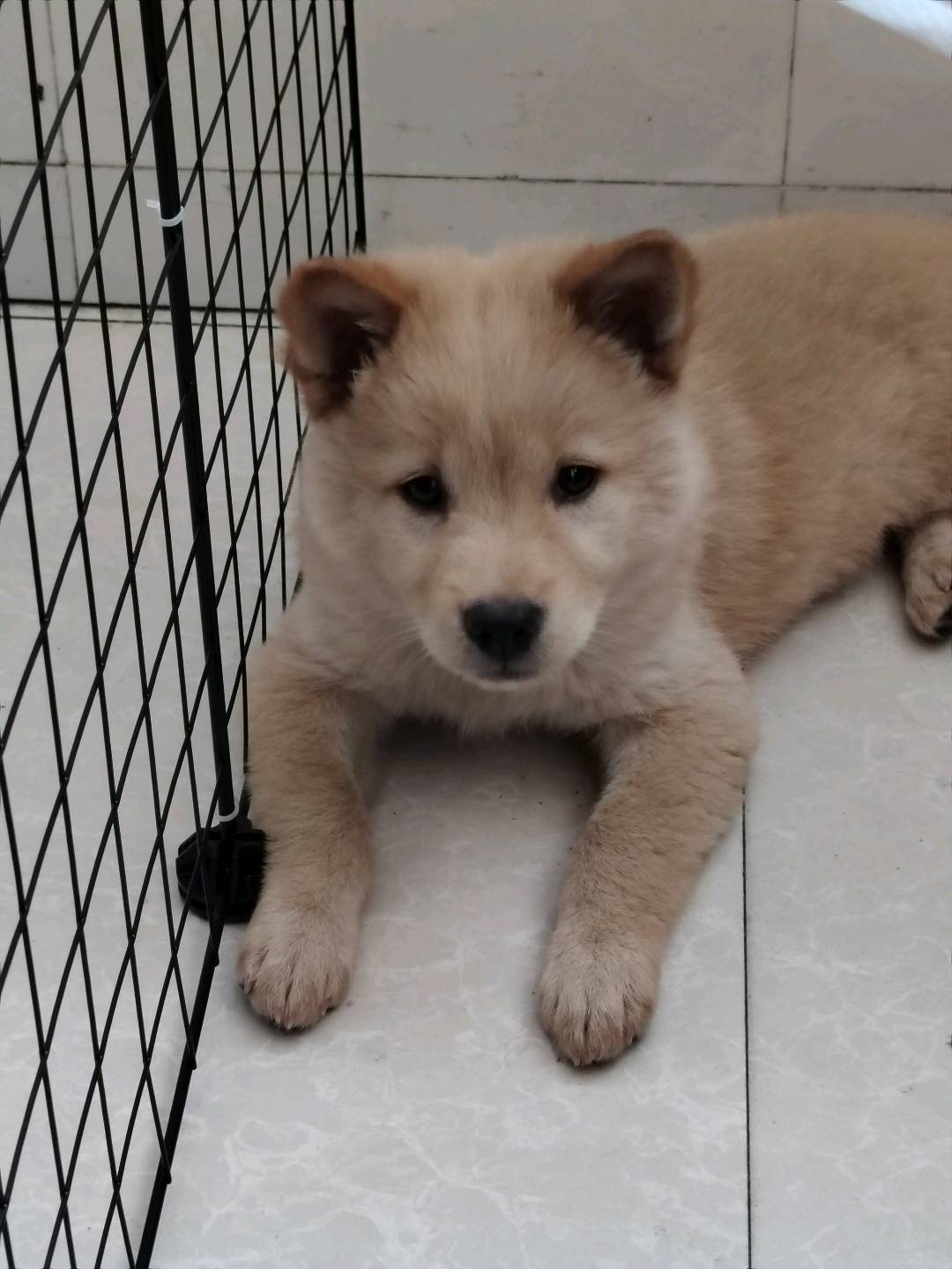 狗狗中华田园犬