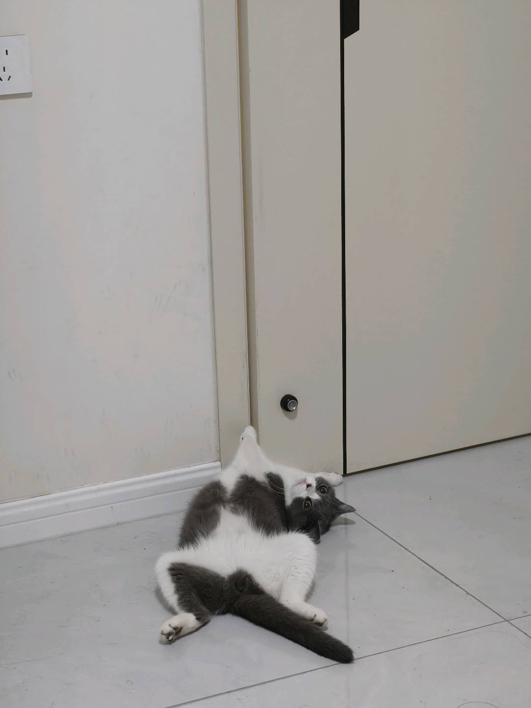 猫猫萌宠档案