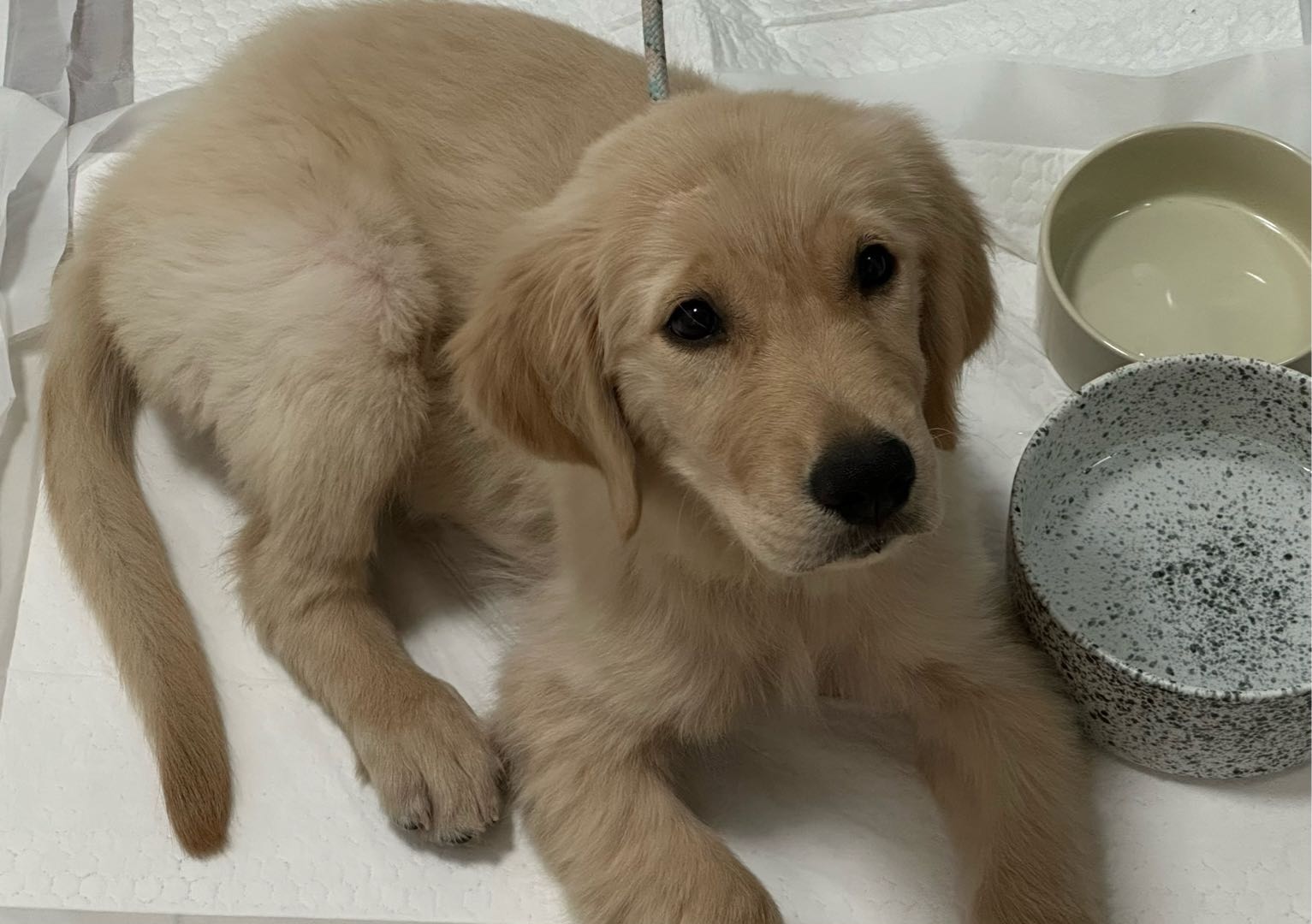 狗狗金毛犬
