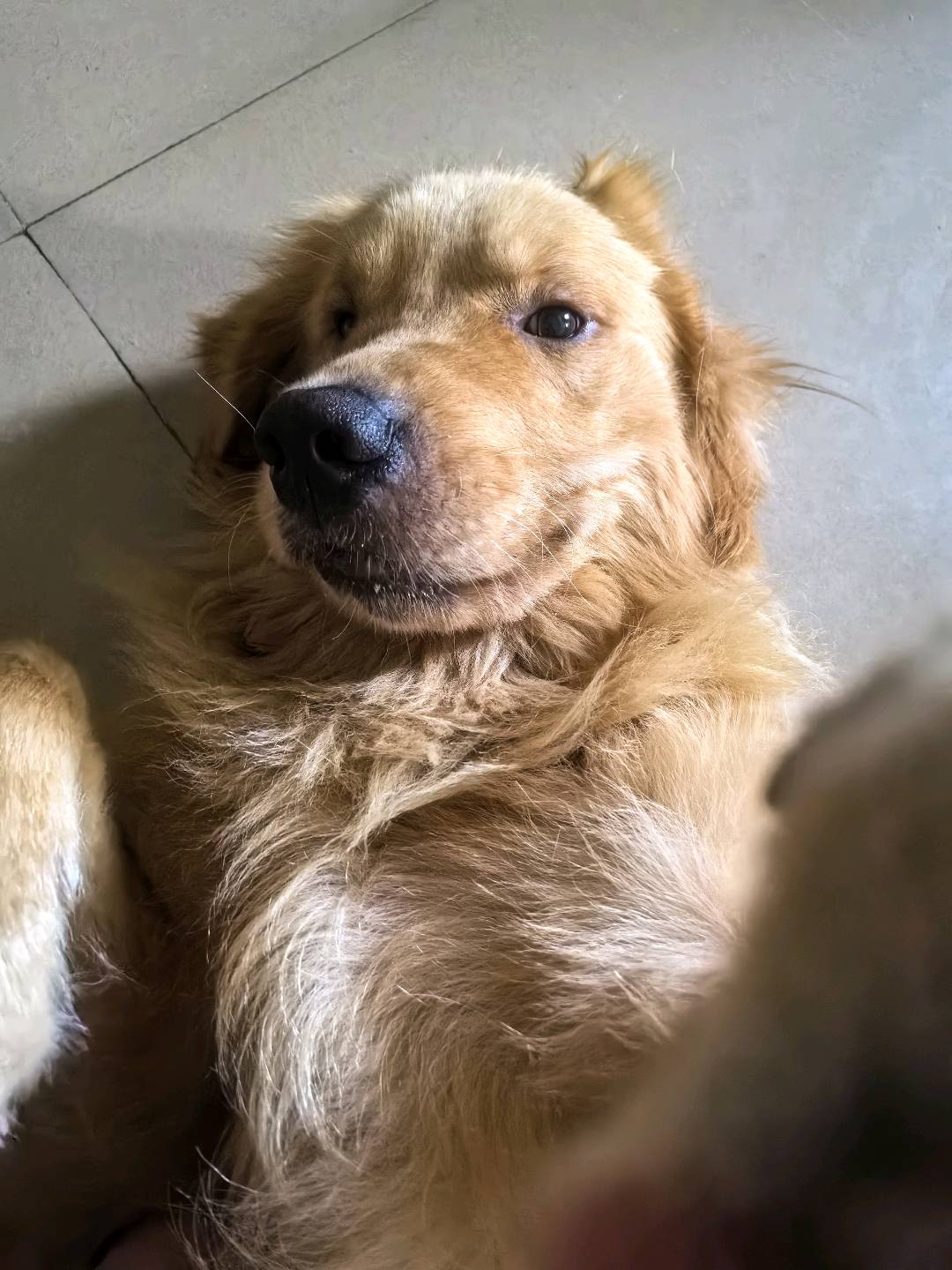 狗狗金毛犬