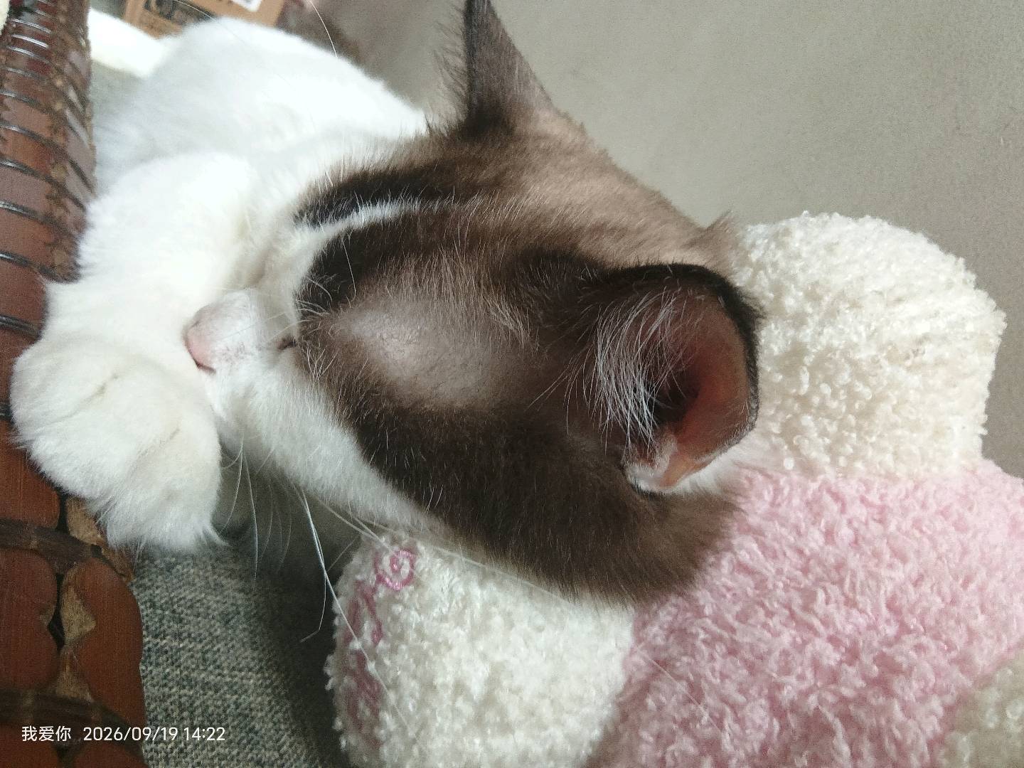 猫猫萌宠档案