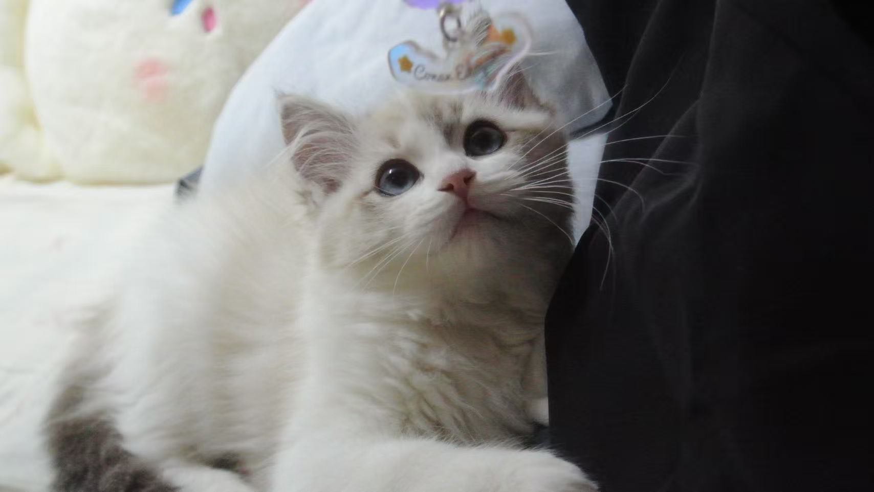 猫猫布偶猫