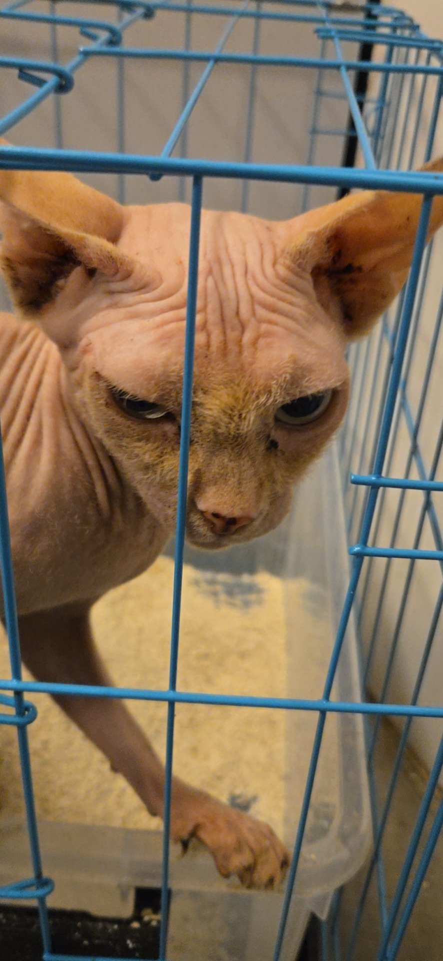 猫猫其它