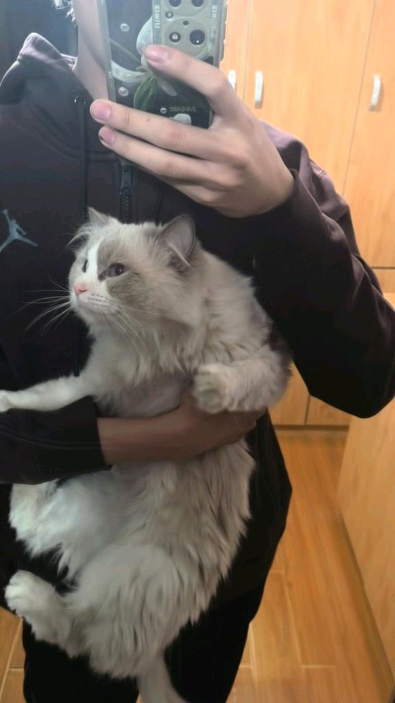 猫猫布偶猫
