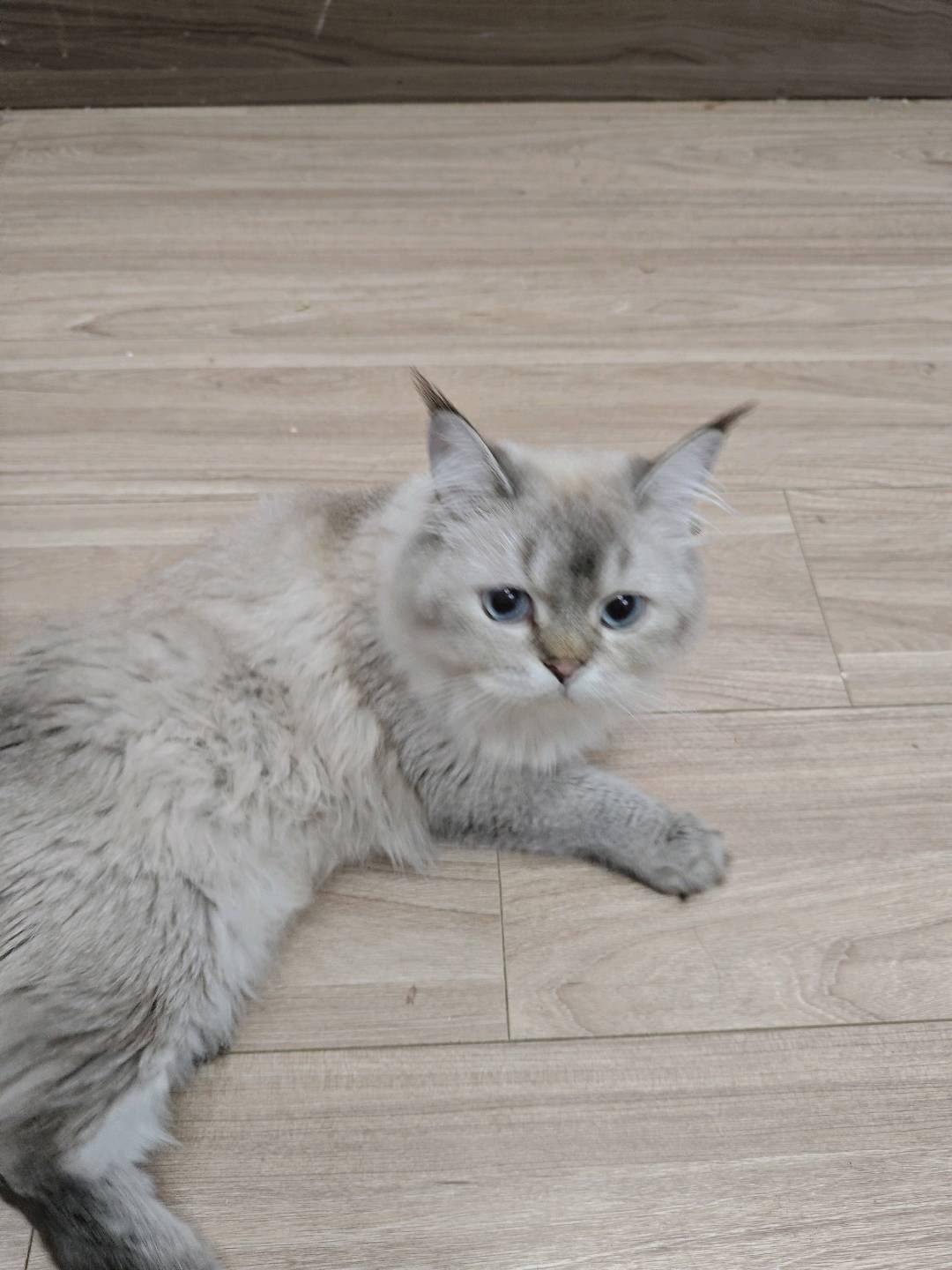 猫猫金吉拉猫