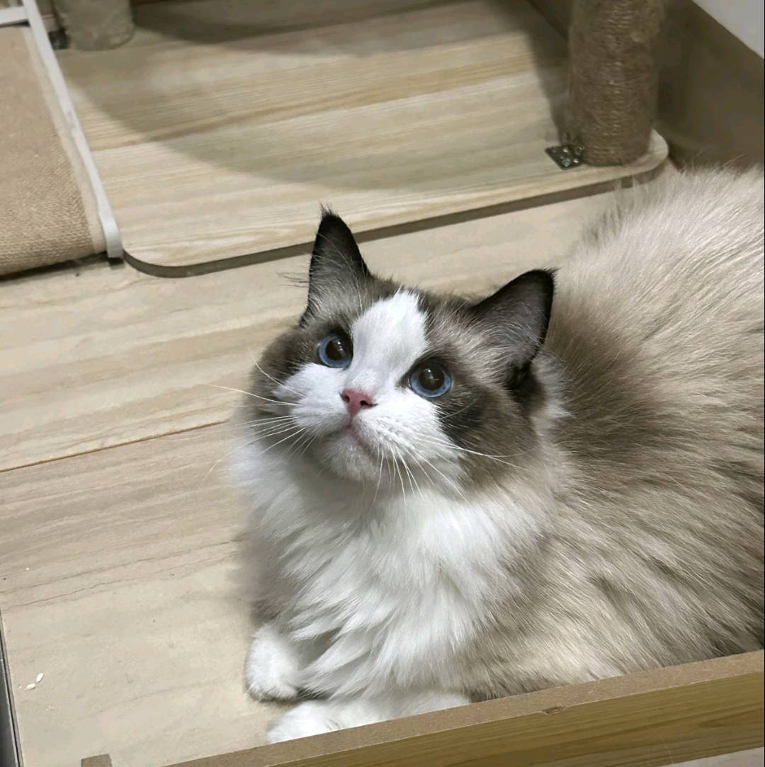猫猫布偶猫