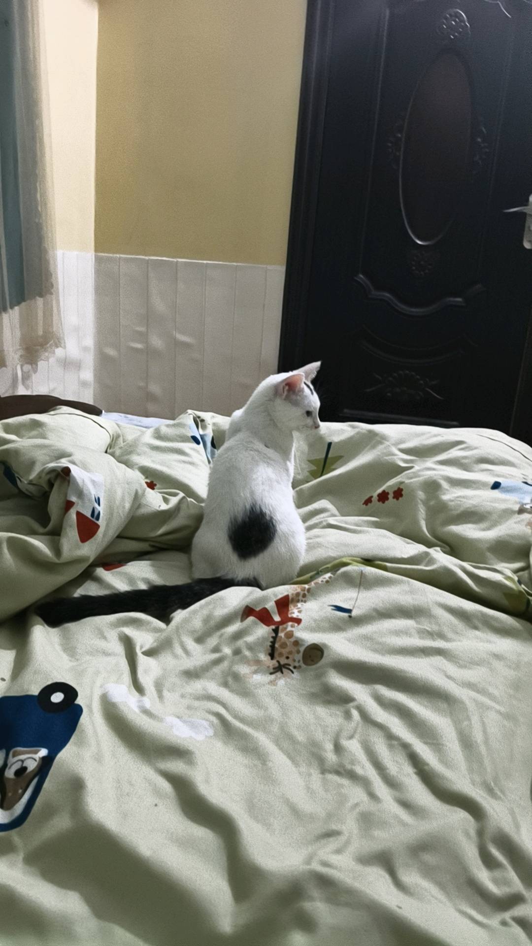 猫猫萌宠档案