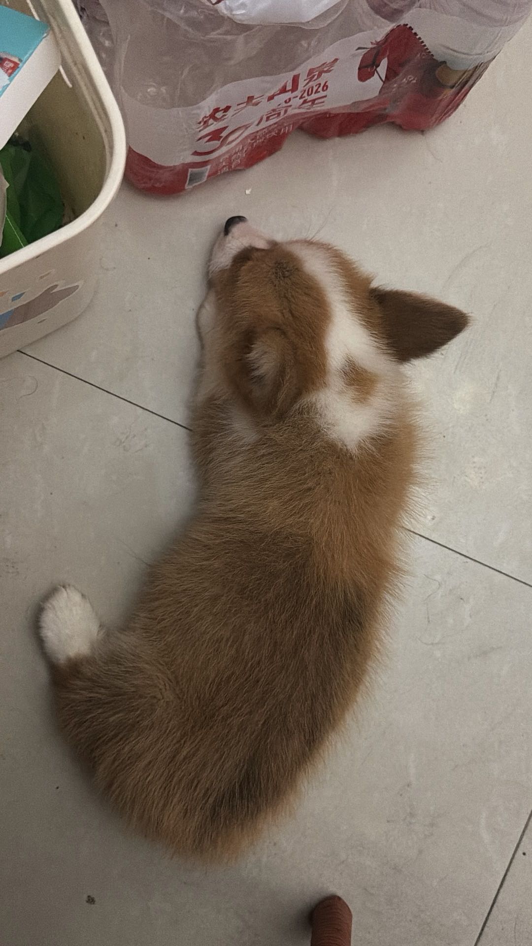 狗狗萌宠档案