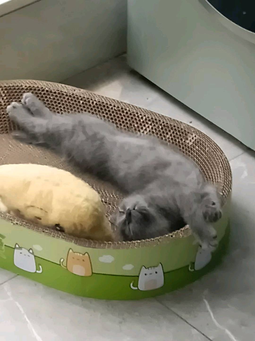 猫猫其它