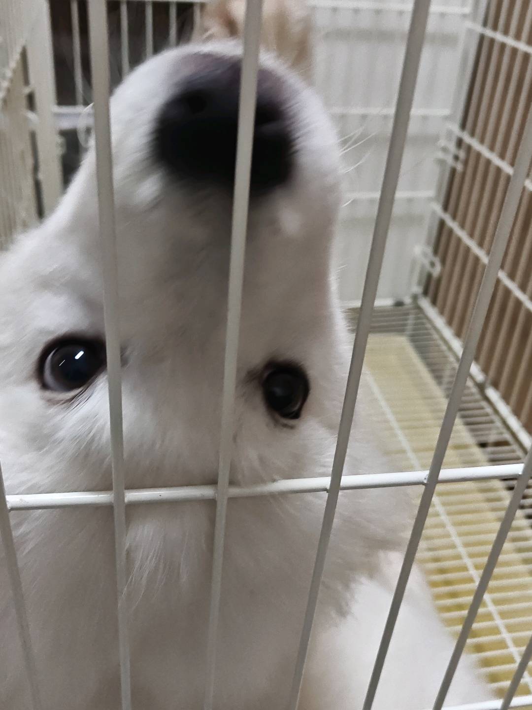 狗狗萌宠档案