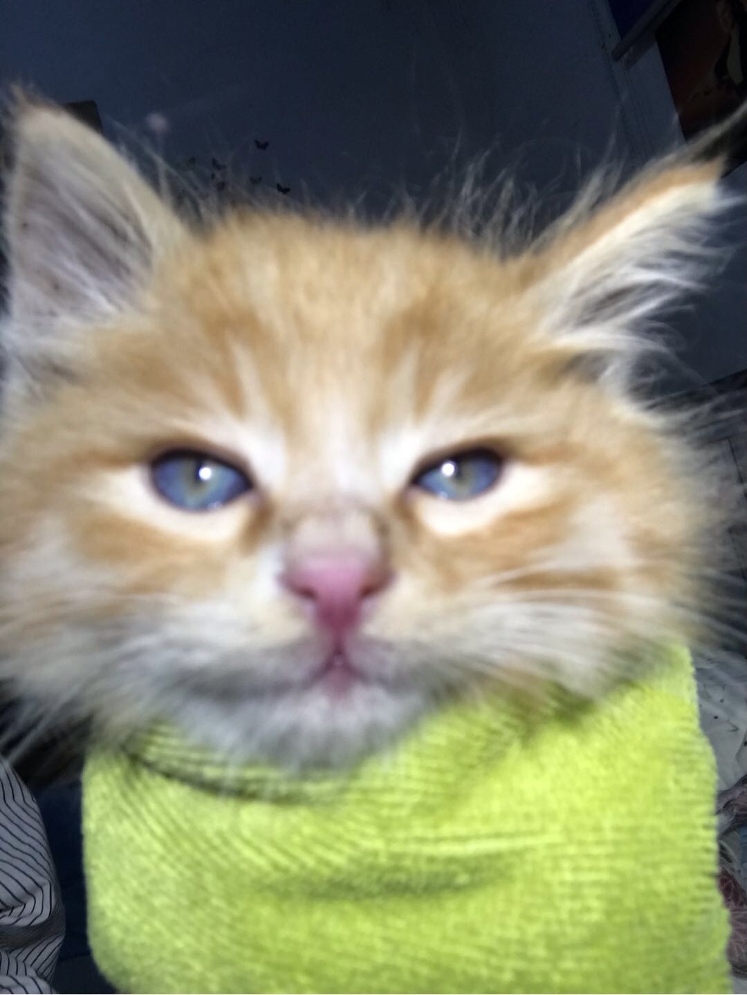 上门喂养猫猫,本人有六年养猫经验,目前有一只小橘会去厕所拉粑粑,非常非常非常喜欢猫,**不高只为看猫一单任城区上门喂猫