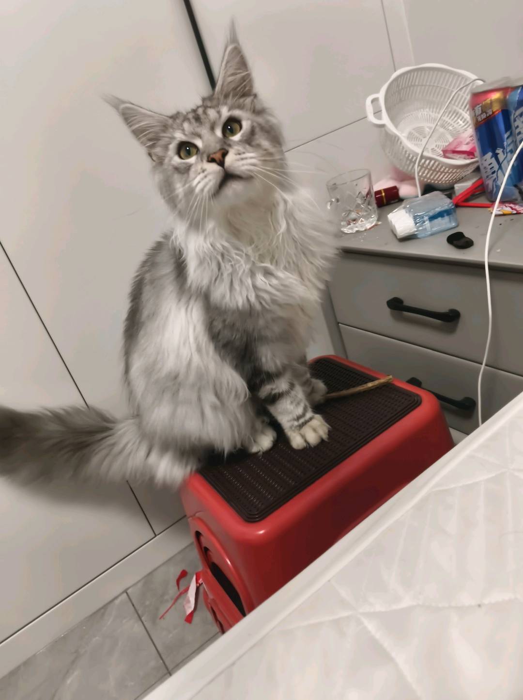 猫猫缅因猫
